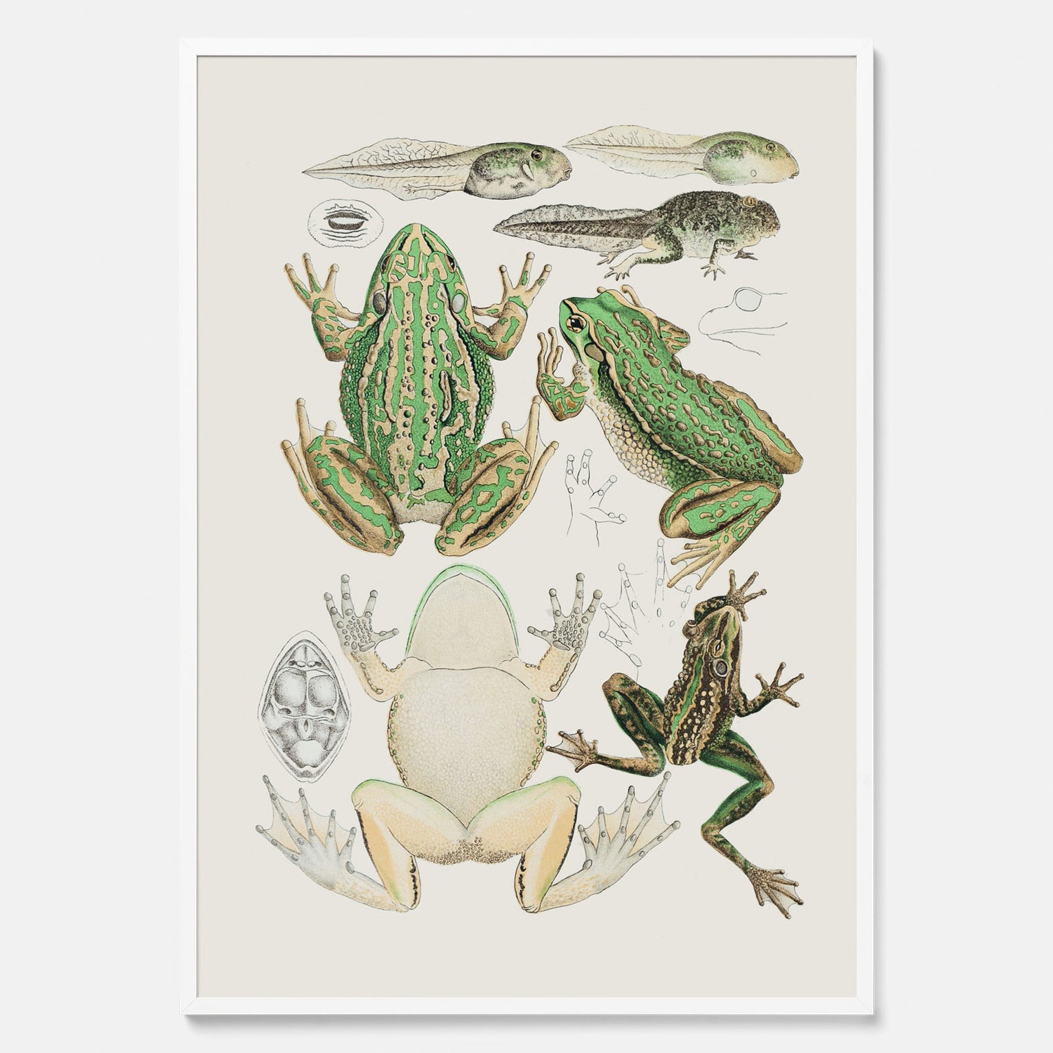 Tavla med grodor, grodtavla  – Vintageposter med grodors utvecklingsstadier
