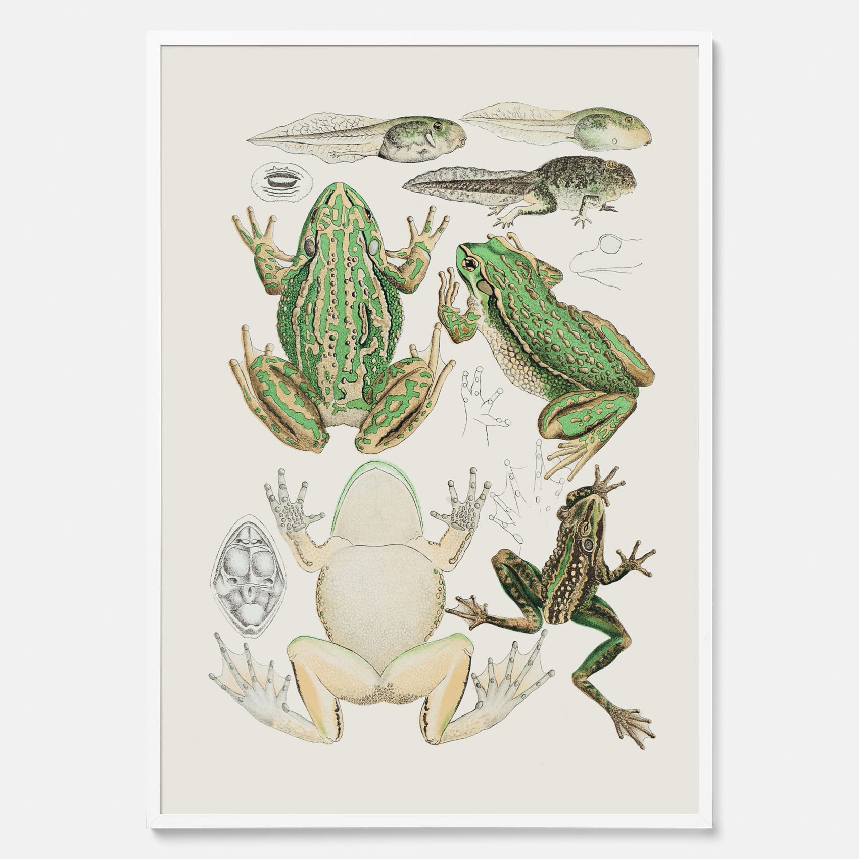 Tavla med grodor, grodtavla  – Vintageposter med grodors utvecklingsstadier