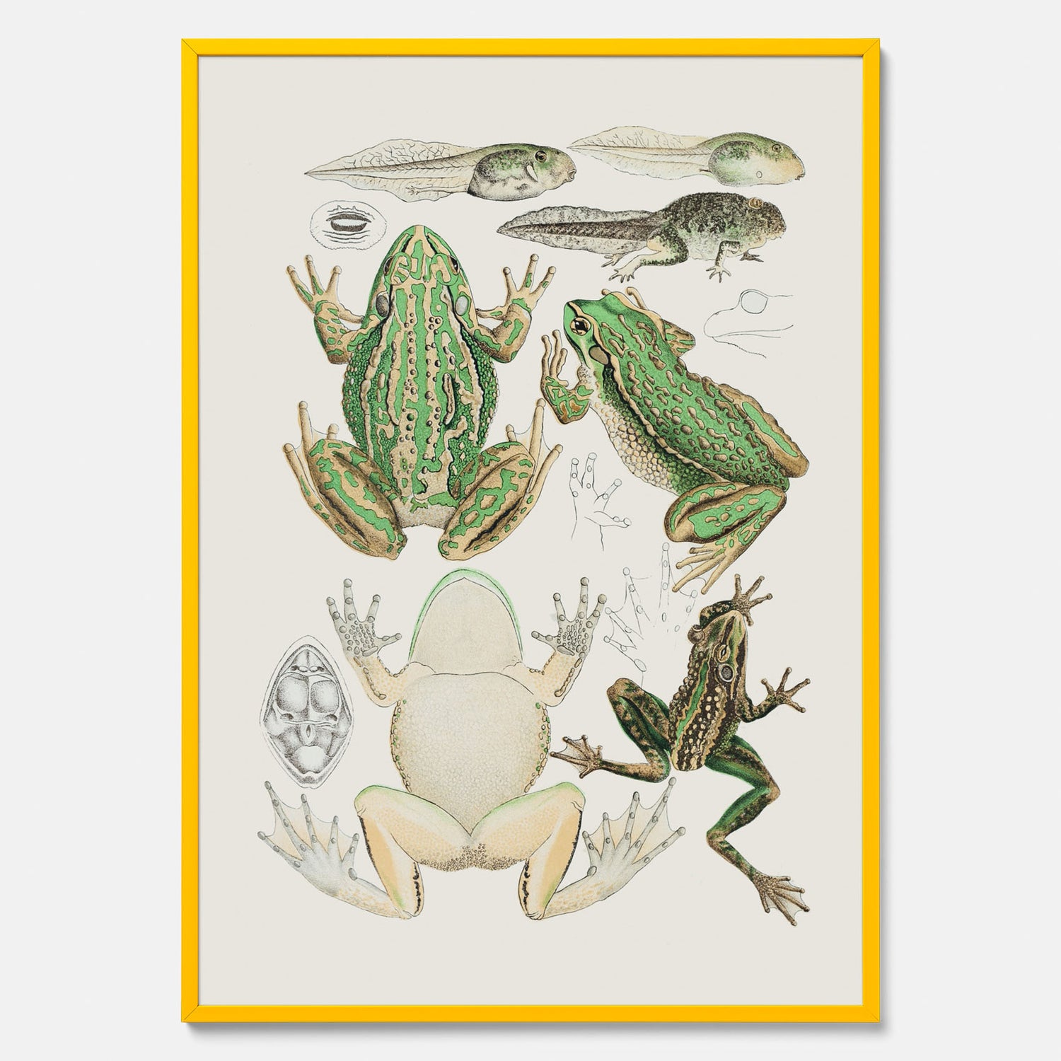 Tavla med grodor, grodtavla  – Vintageposter med grodors utvecklingsstadier