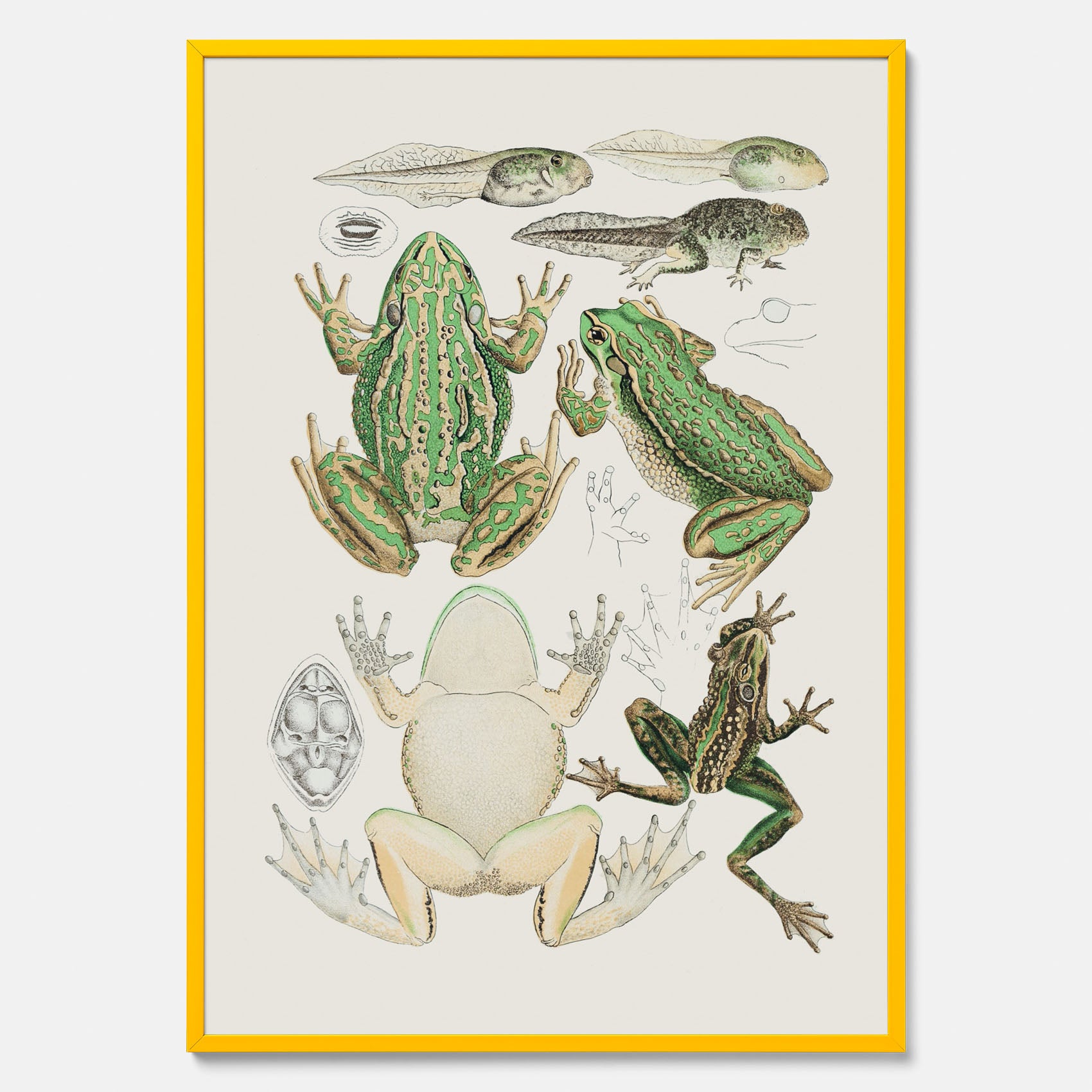 Tavla med grodor, grodtavla  – Vintageposter med grodors utvecklingsstadier