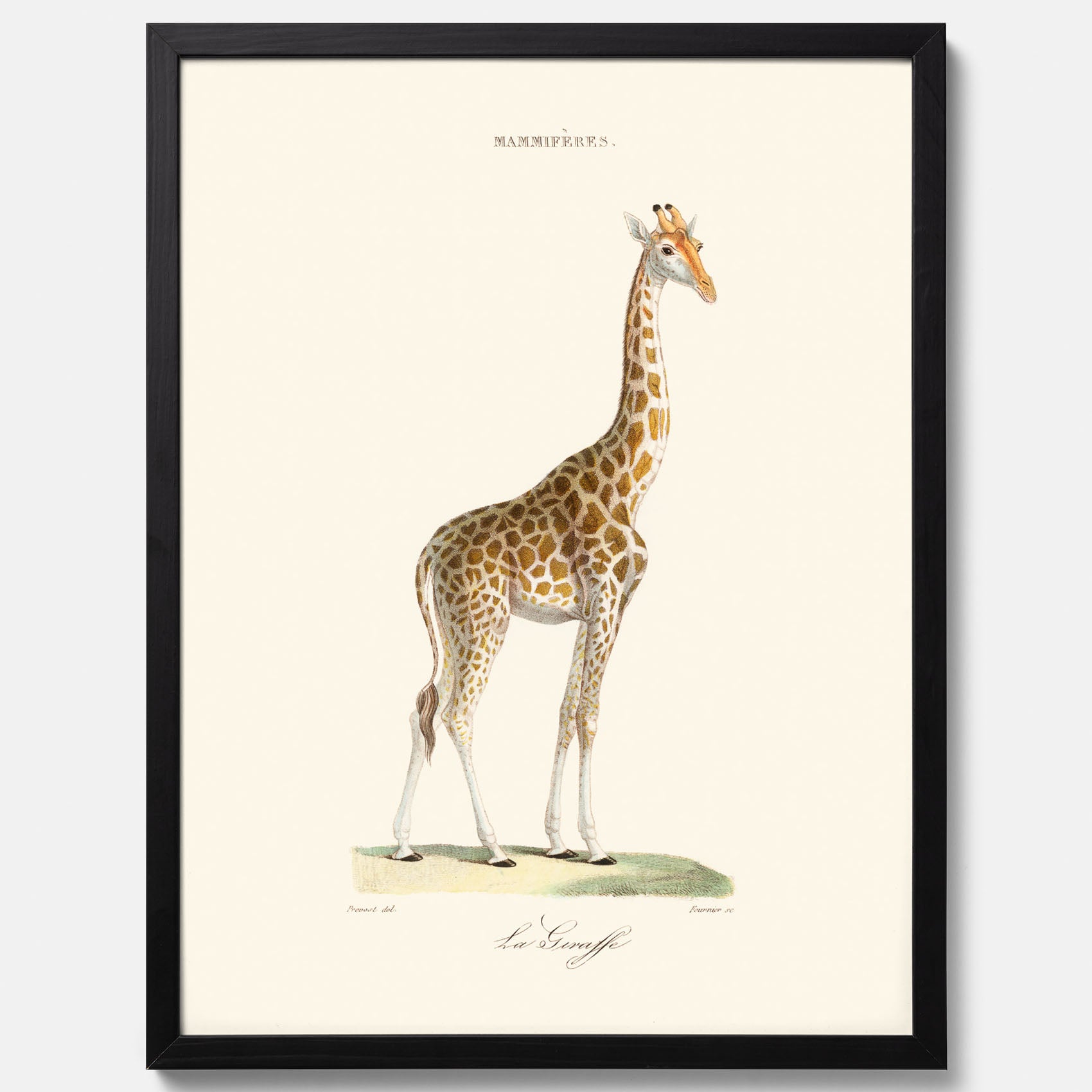 En poster som visar en färgillustration av en giraff ritad av den framstående konstnären Florent Prevos år 1837