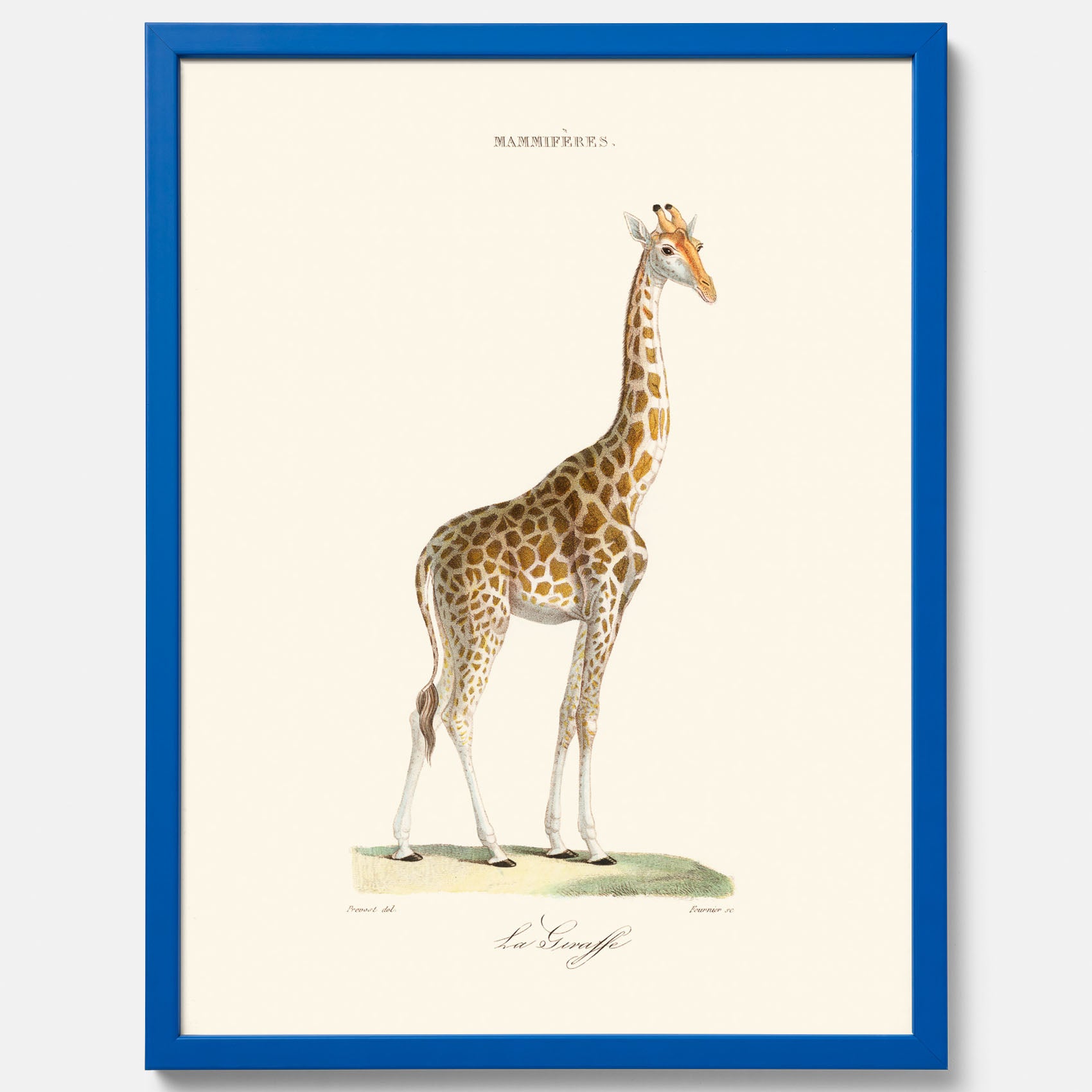 En poster som visar en färgillustration av en giraff ritad av den framstående konstnären Florent Prevos år 1838