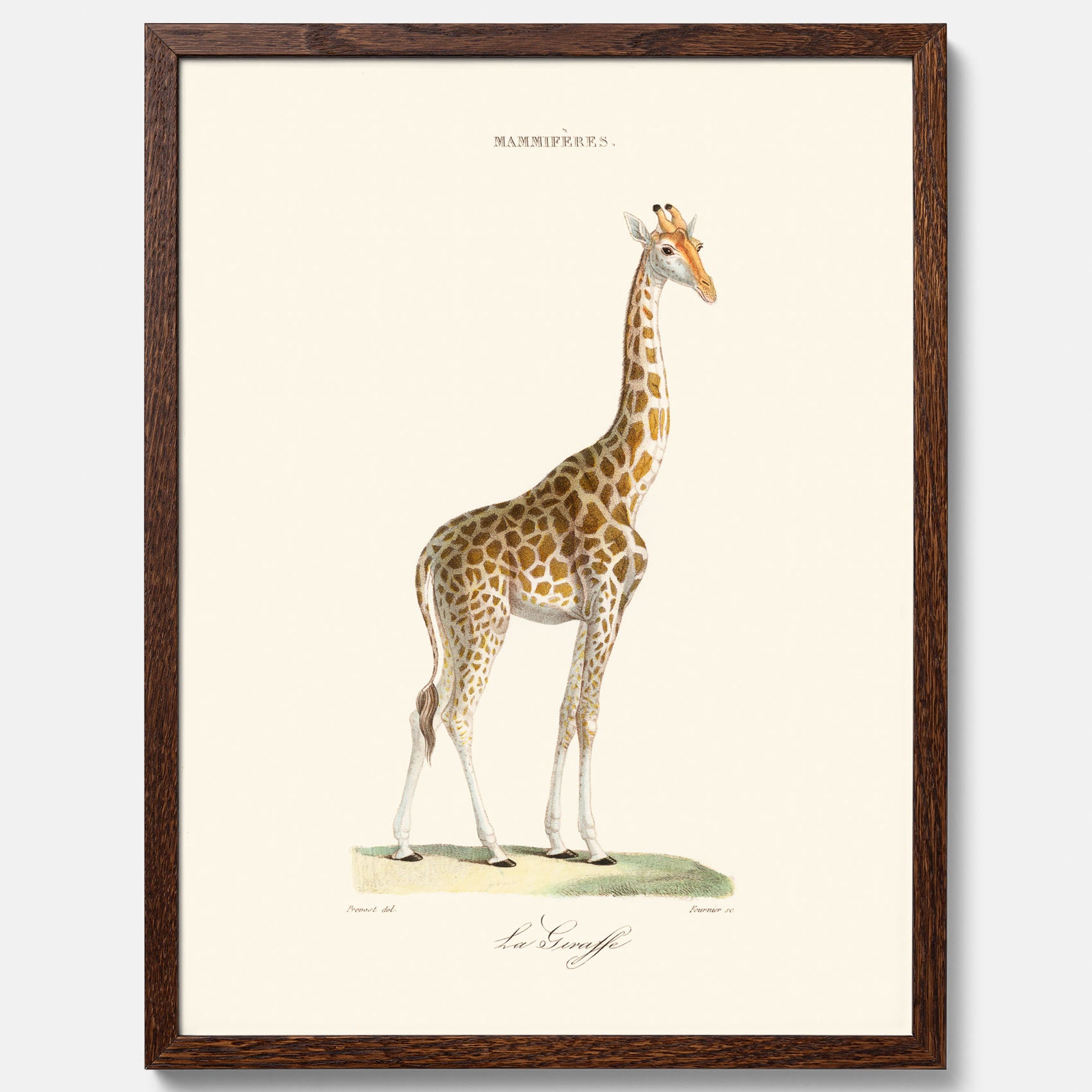 En poster som visar en färgillustration av en giraff ritad av den framstående konstnären Florent Prevos år 1839
