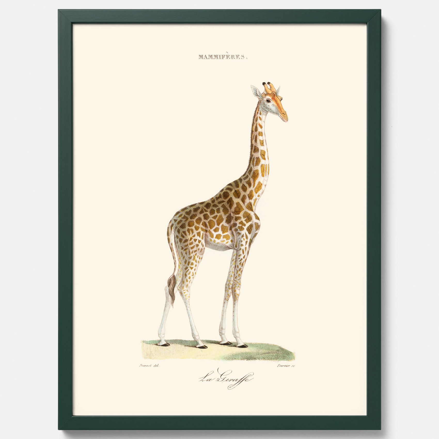 En poster som visar en färgillustration av en giraff ritad av den framstående konstnären Florent Prevos år 1840