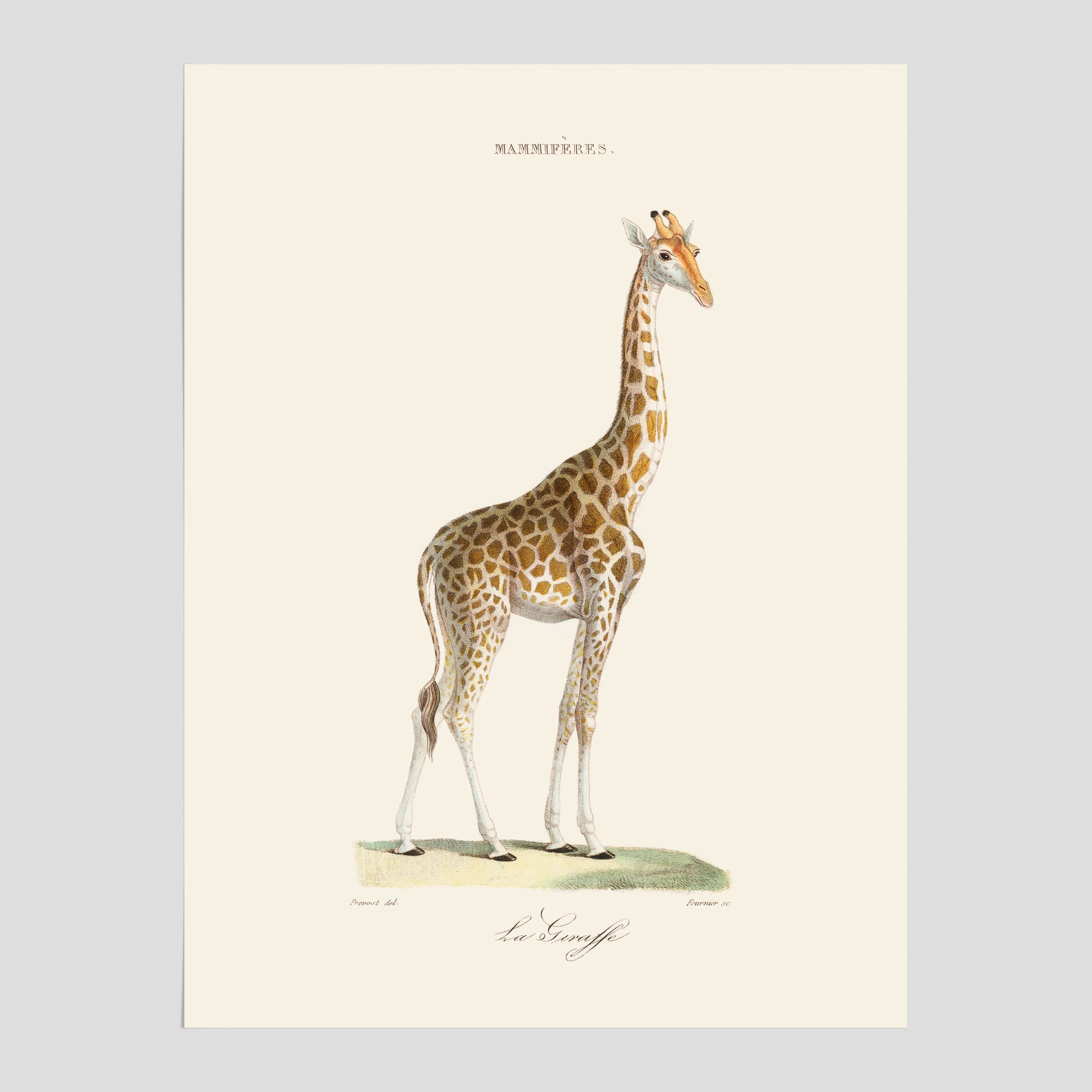 En poster som visar en färgillustration av en giraff ritad av den framstående konstnären Florent Prevos år 1842