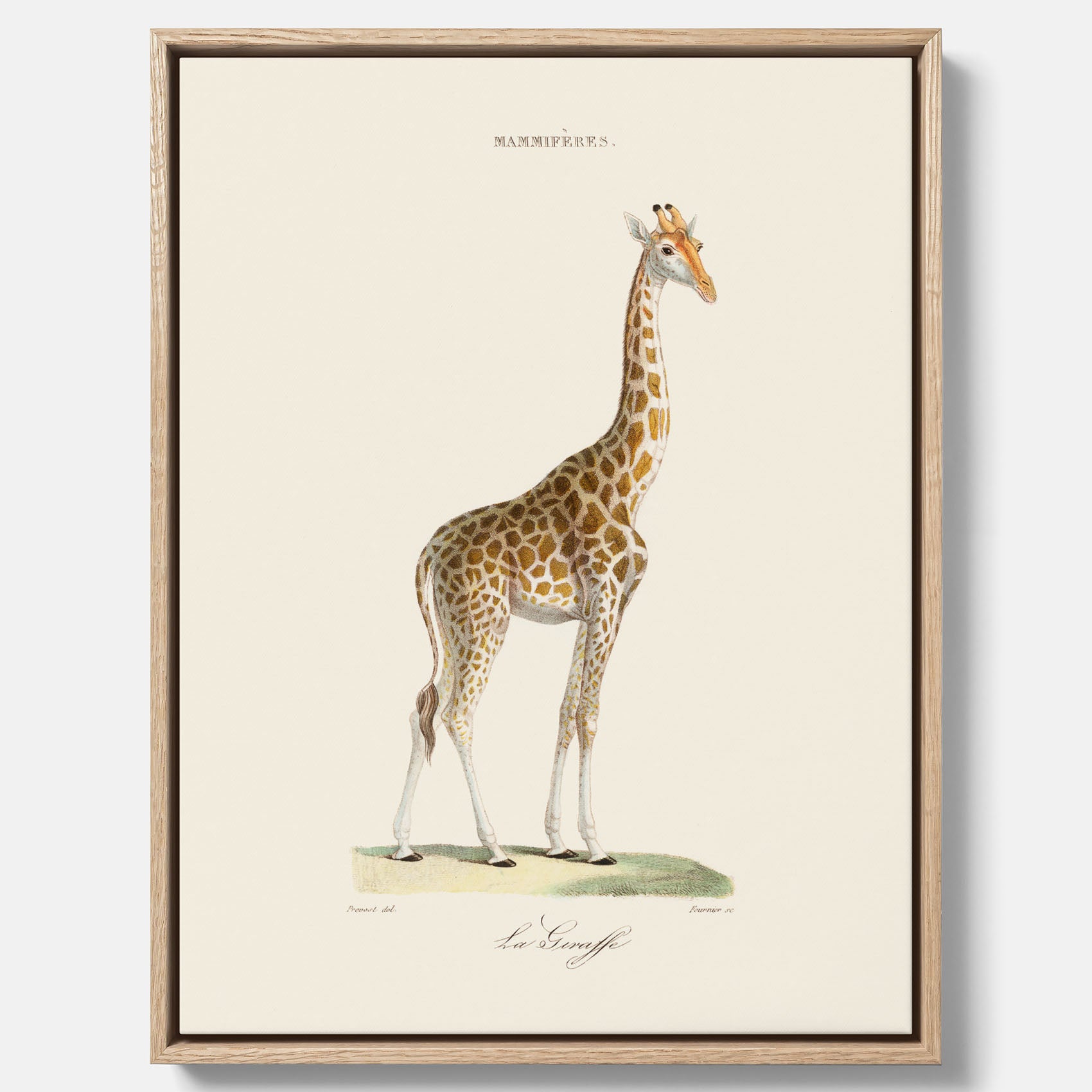 En canvasprint som visar en färgillustration av en giraff ritad av den framstående konstnären Florent Prevos år 1860