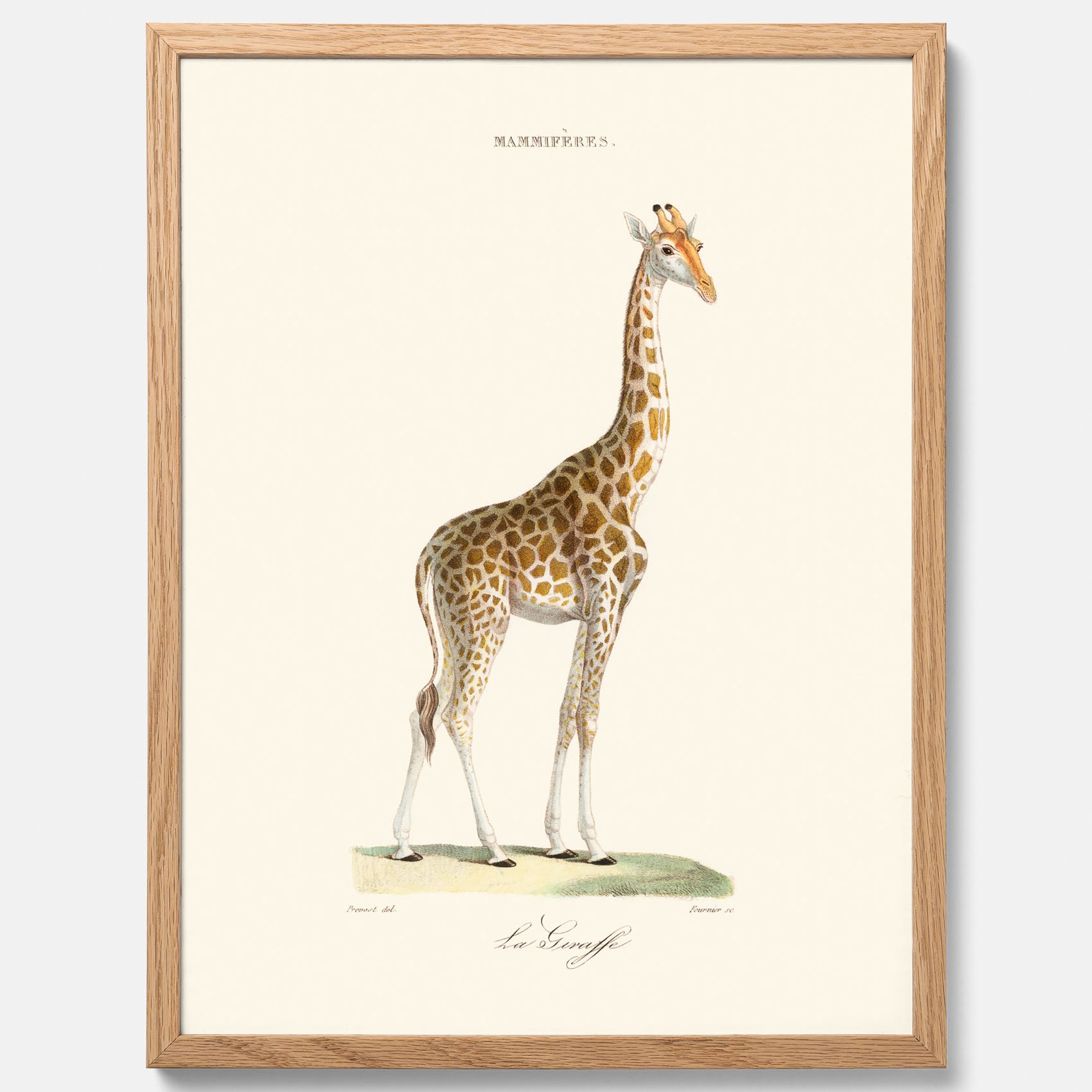 En poster som visar en färgillustration av en giraff ritad av den framstående konstnären Florent Prevos år 1843