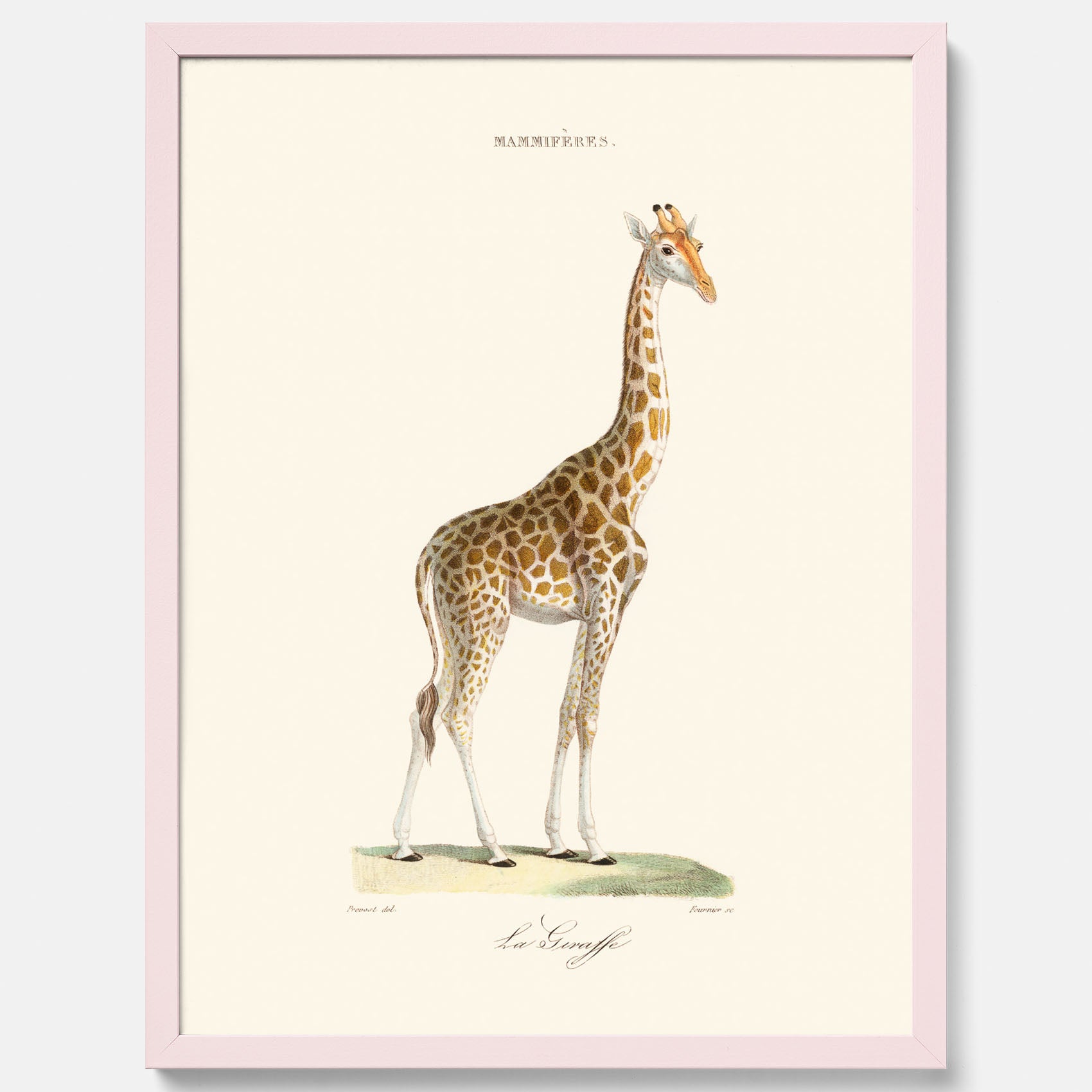 En poster som visar en färgillustration av en giraff ritad av den framstående konstnären Florent Prevos år 1844