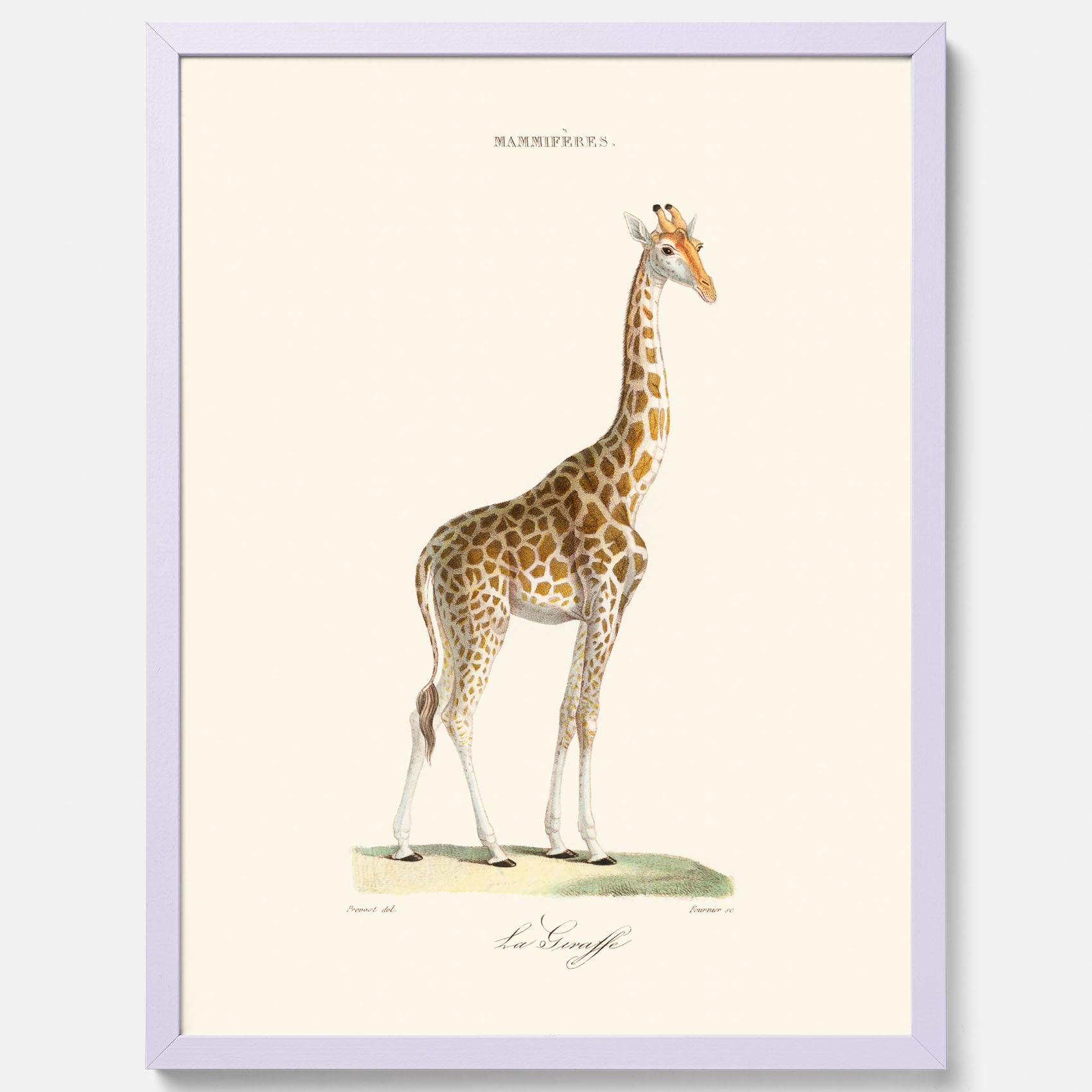 En poster som visar en färgillustration av en giraff ritad av den framstående konstnären Florent Prevos år 1845