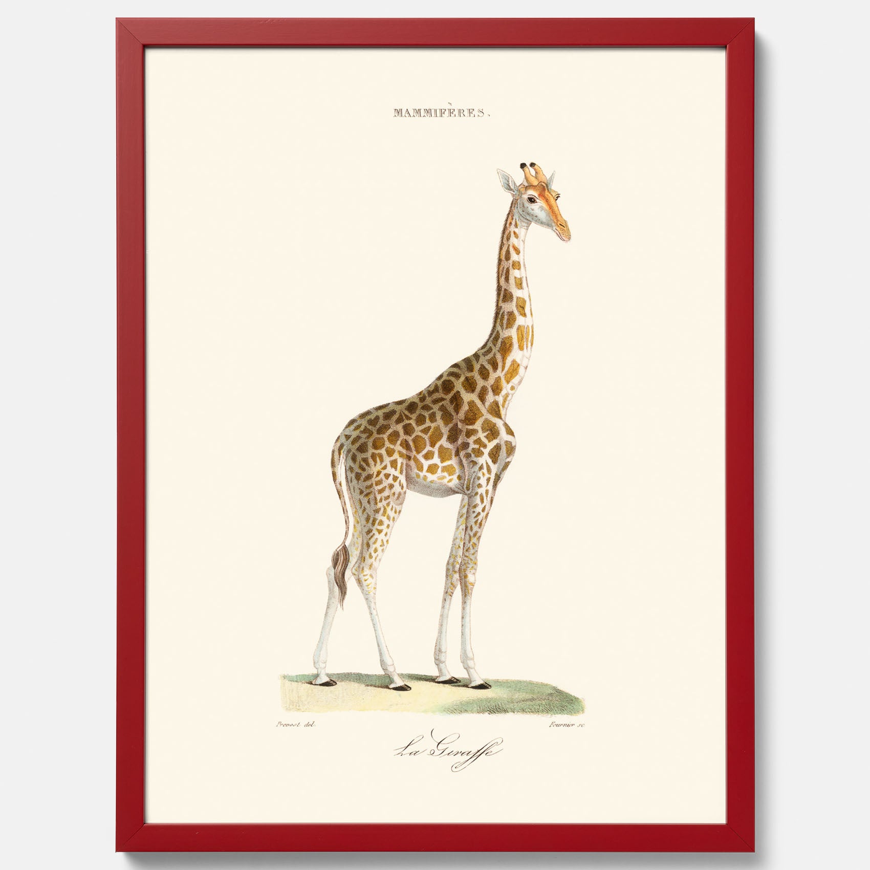 En poster som visar en färgillustration av en giraff ritad av den framstående konstnären Florent Prevos år 1846