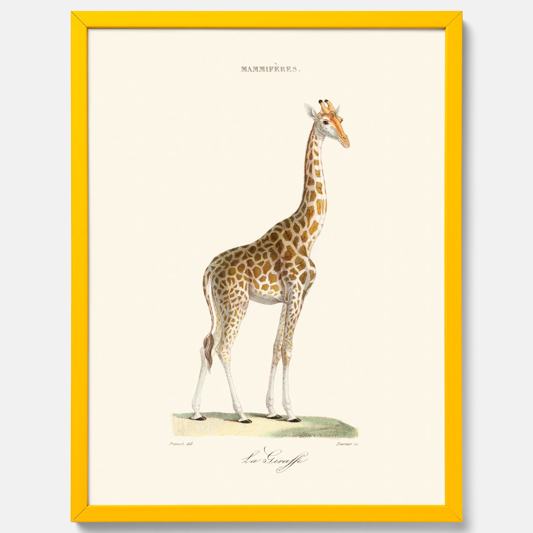 En poster som visar en färgillustration av en giraff ritad av den framstående konstnären Florent Prevos år 1848