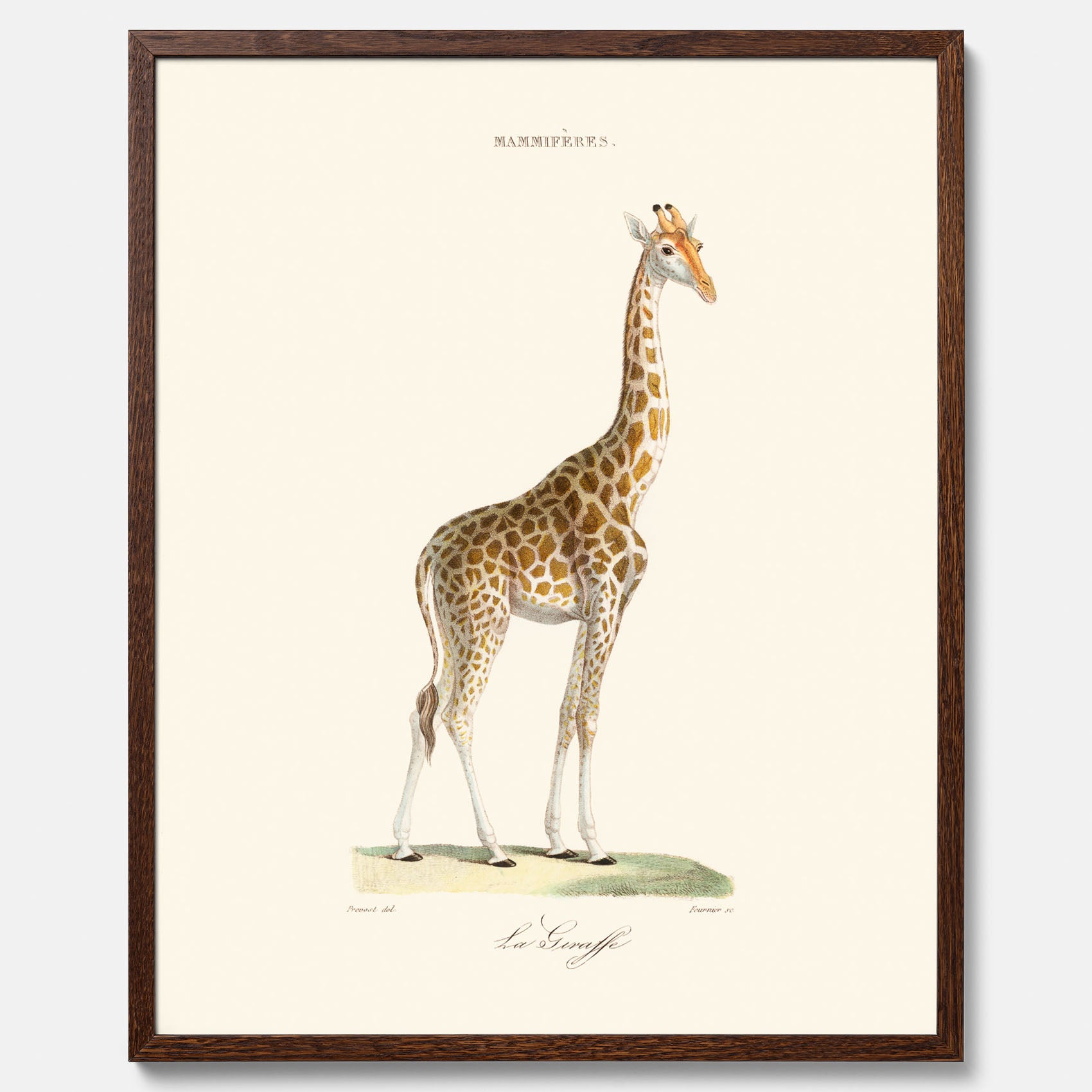 En poster som visar en färgillustration av en giraff ritad av den framstående konstnären Florent Prevos år 1850