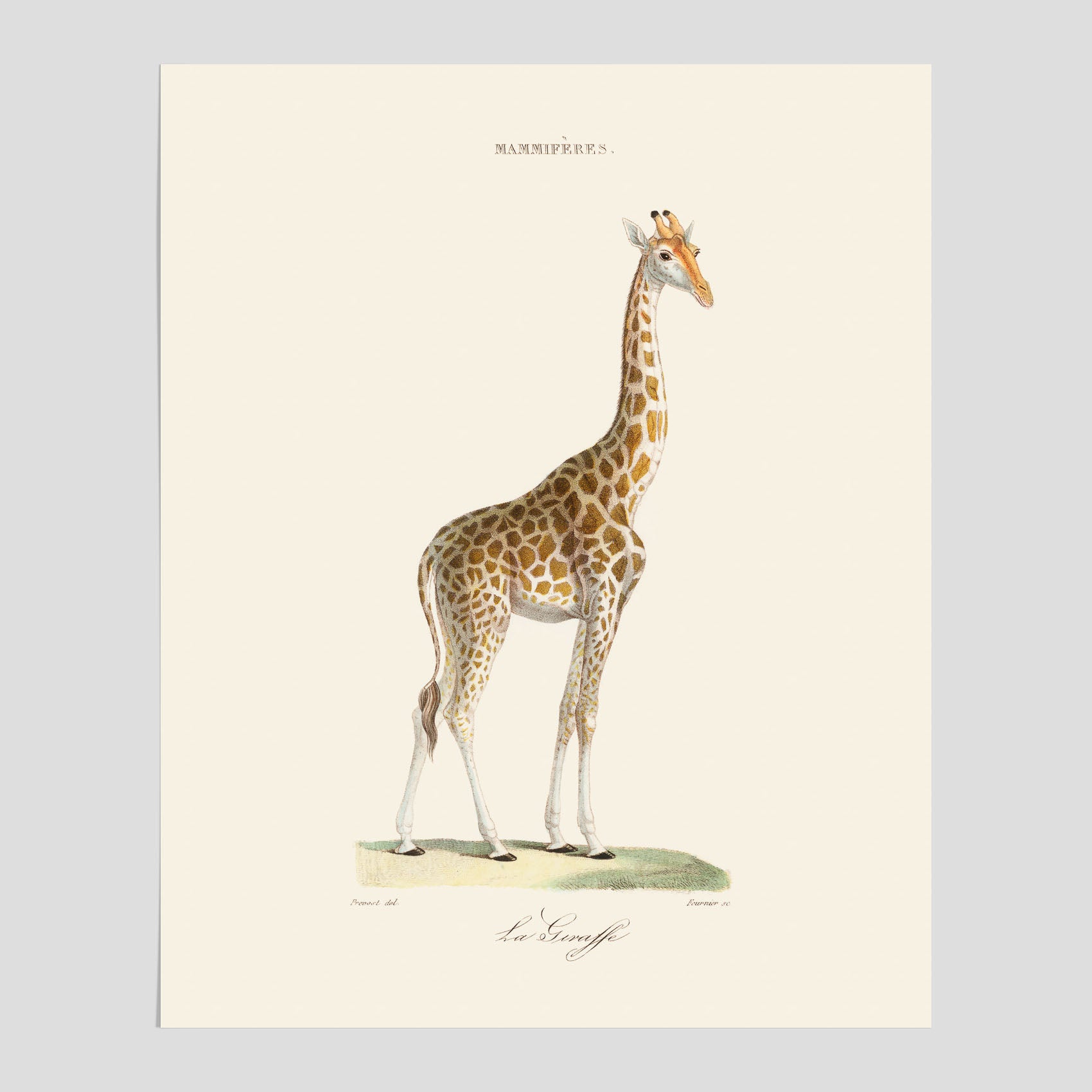 En poster som visar en färgillustration av en giraff ritad av den framstående konstnären Florent Prevos år 1851