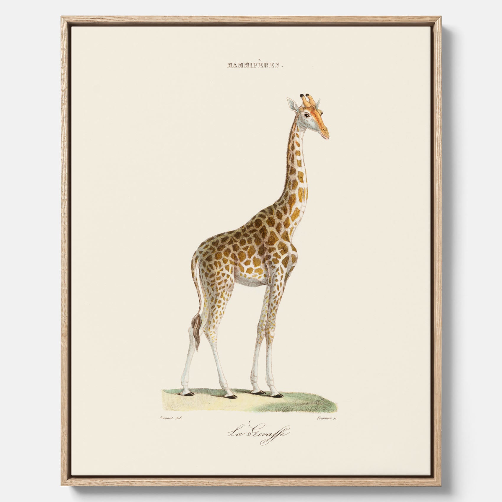 En canvasprint som visar en färgillustration av en giraff ritad av den framstående konstnären Florent Prevos år 1860