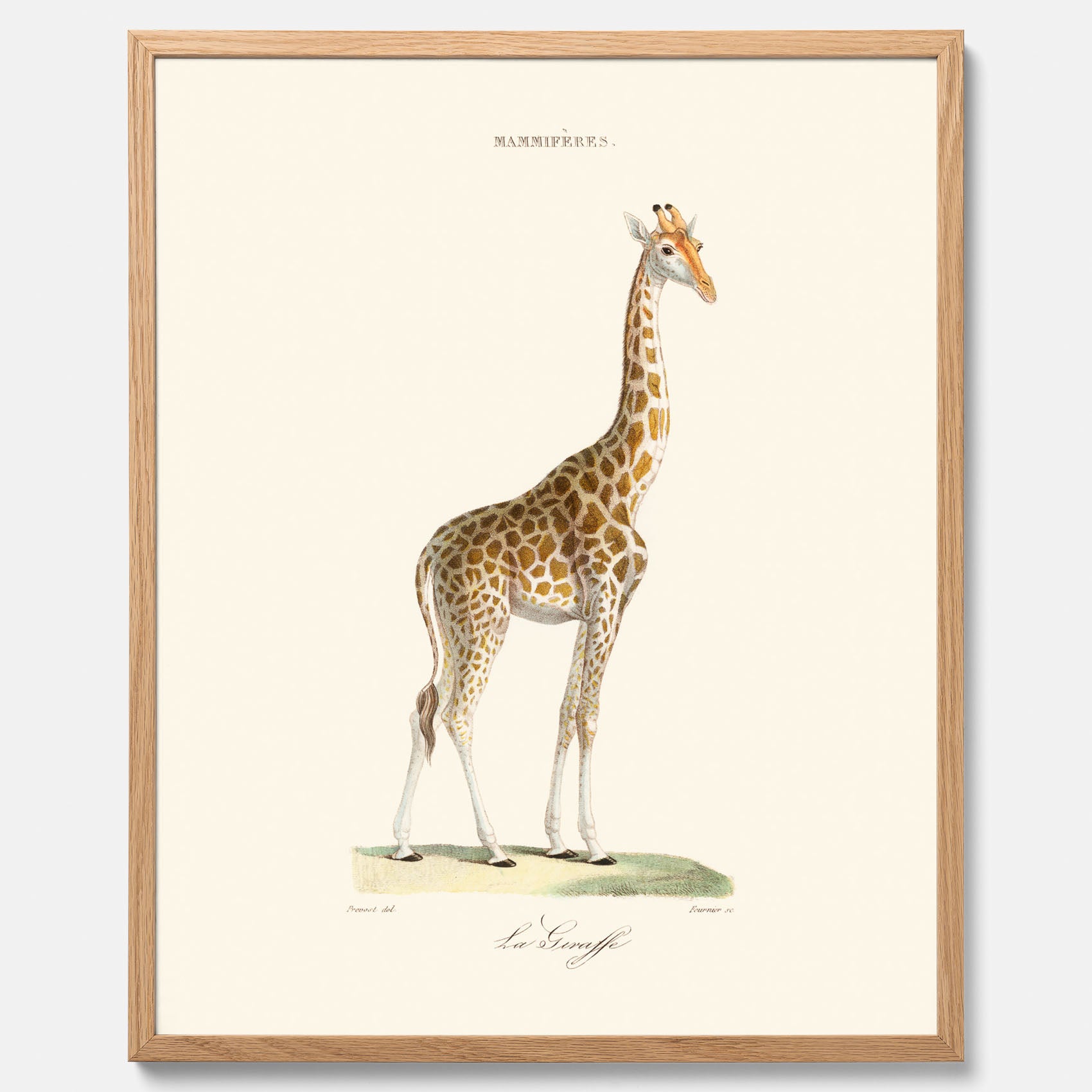 En poster som visar en färgillustration av en giraff ritad av den framstående konstnären Florent Prevos år 1852