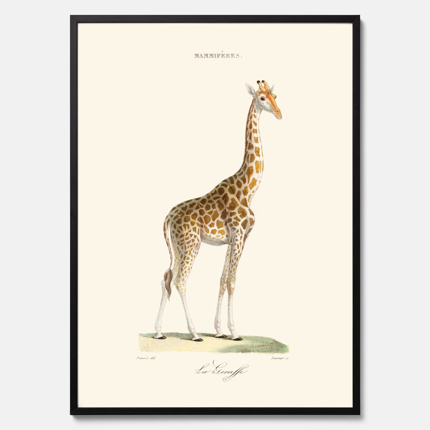 En poster som visar en färgillustration av en giraff ritad av den framstående konstnären Florent Prevos år 1854