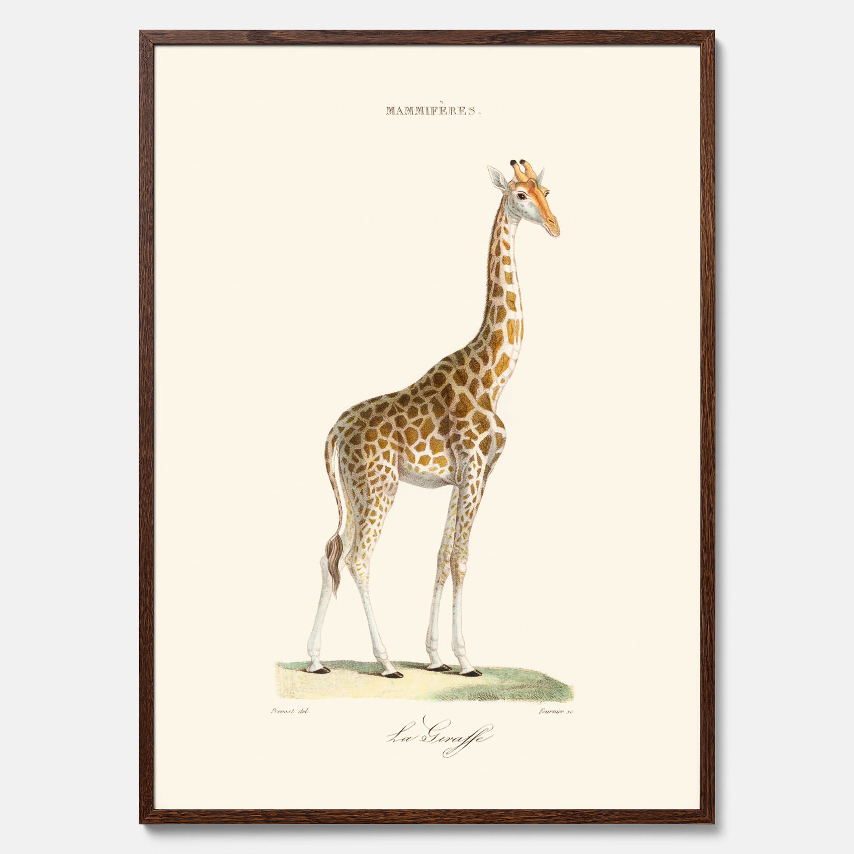 En poster som visar en färgillustration av en giraff ritad av den framstående konstnären Florent Prevos år 1856