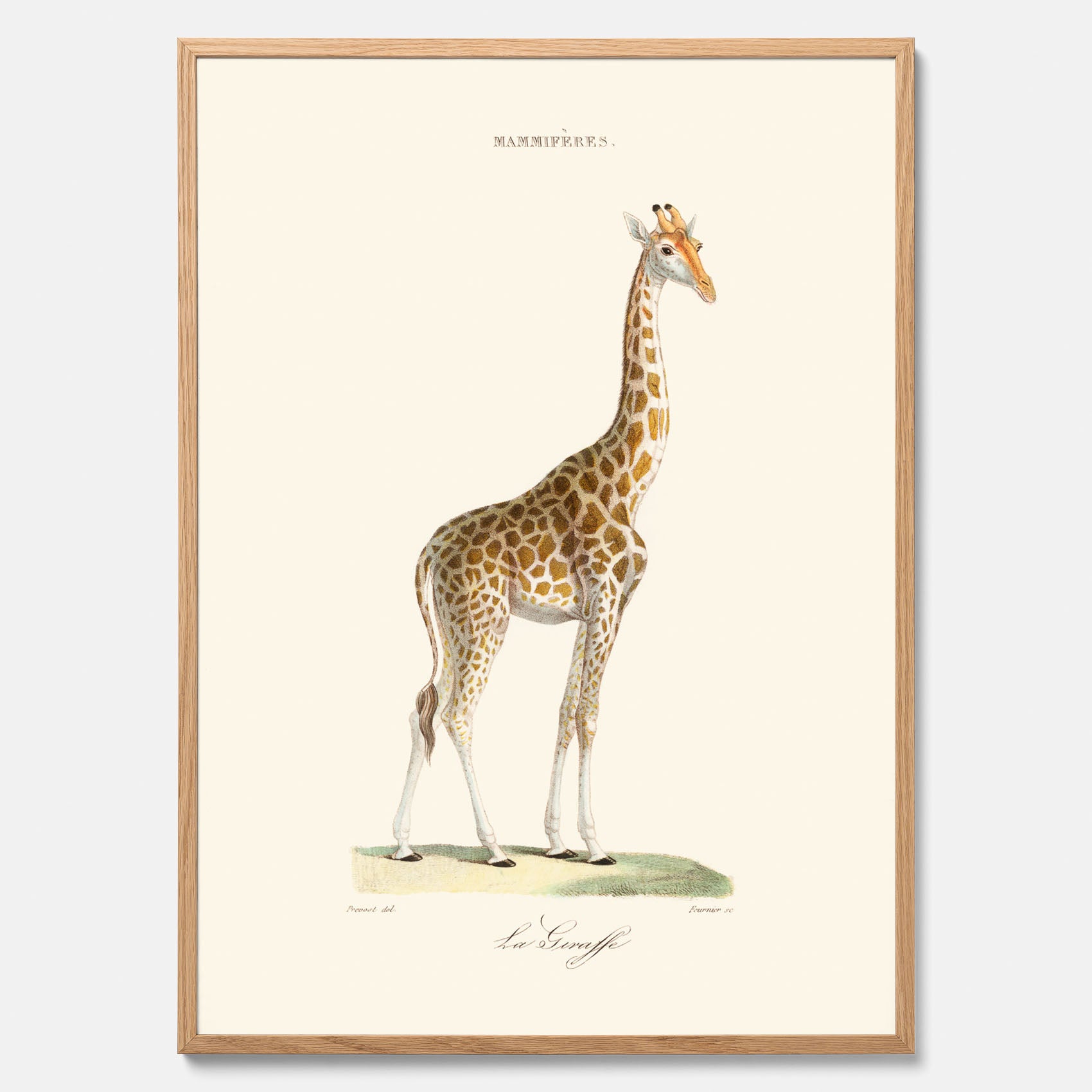 En poster som visar en färgillustration av en giraff ritad av den framstående konstnären Florent Prevos år 1860