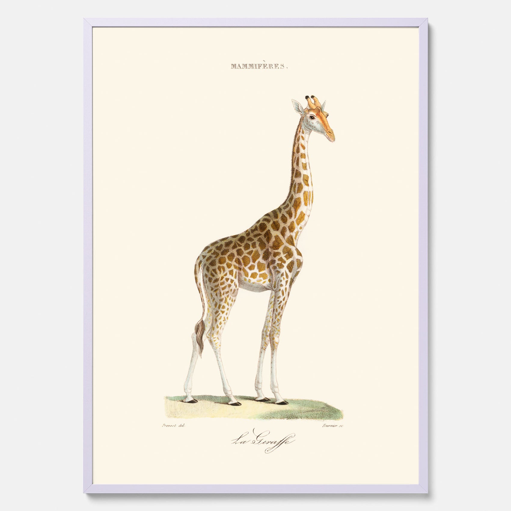 En poster som visar en färgillustration av en giraff ritad av den framstående konstnären Florent Prevos år 1862