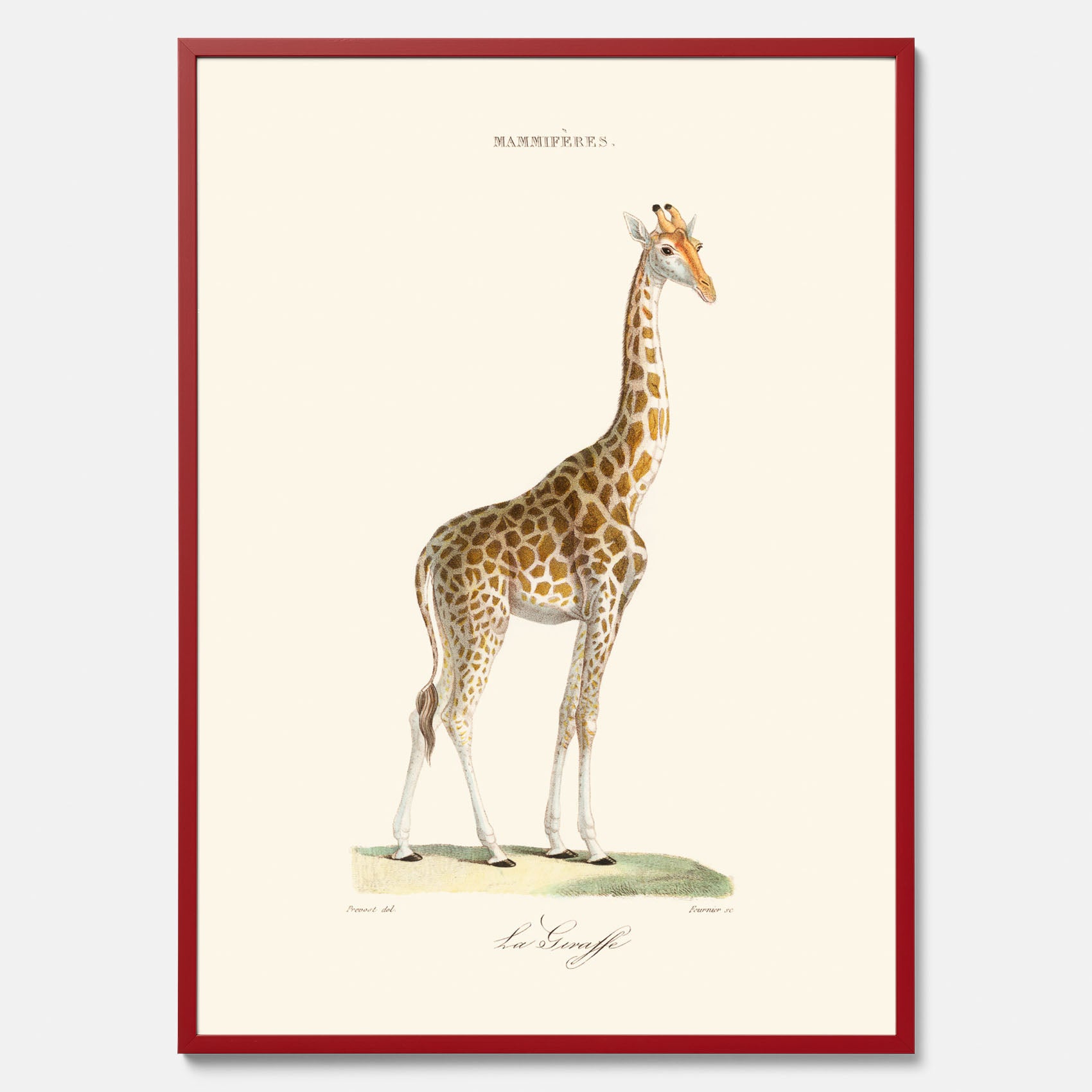 En poster som visar en färgillustration av en giraff ritad av den framstående konstnären Florent Prevos år 1863