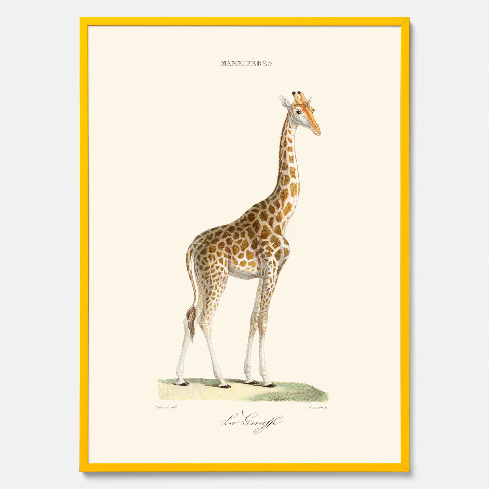 En poster som visar en färgillustration av en giraff ritad av den framstående konstnären Florent Prevos år 1865