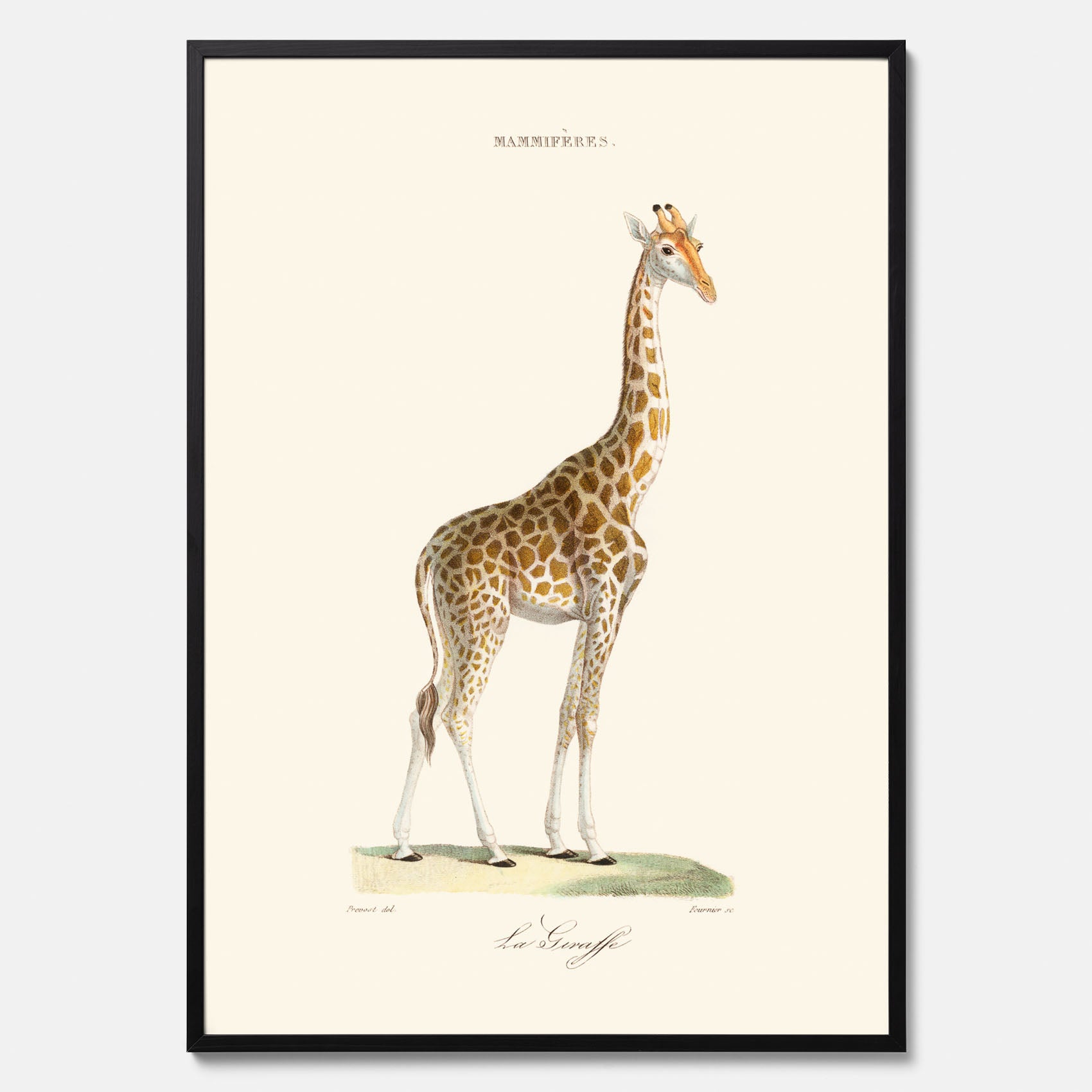 En poster som visar en färgillustration av en giraff ritad av den framstående konstnären Florent Prevos år 1866