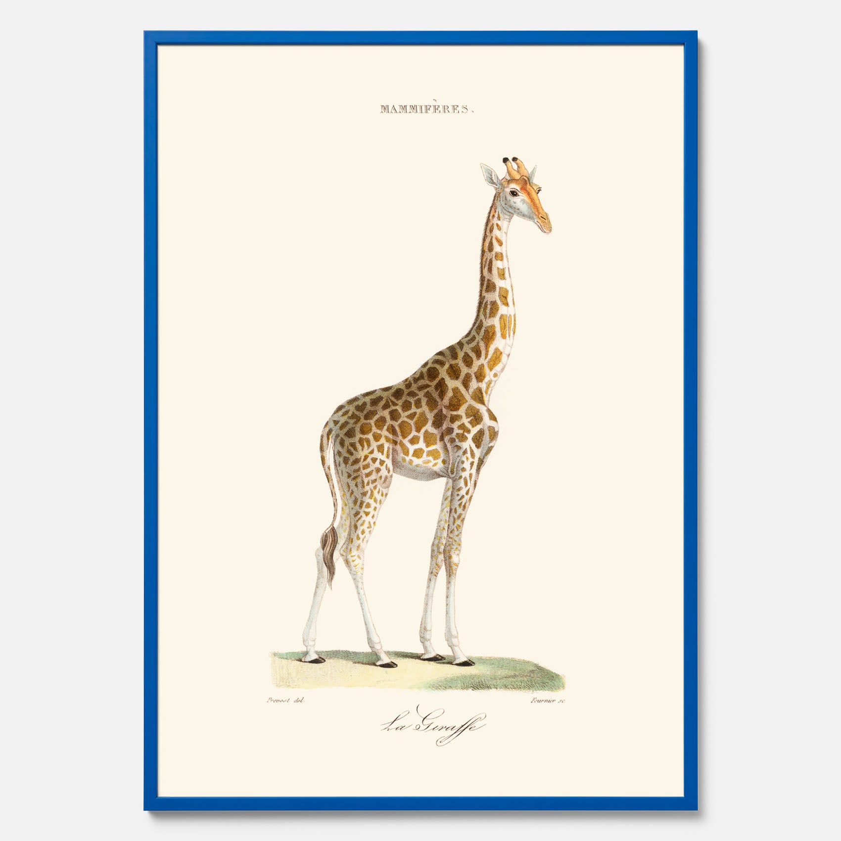 En poster som visar en färgillustration av en giraff ritad av den framstående konstnären Florent Prevos år 1867