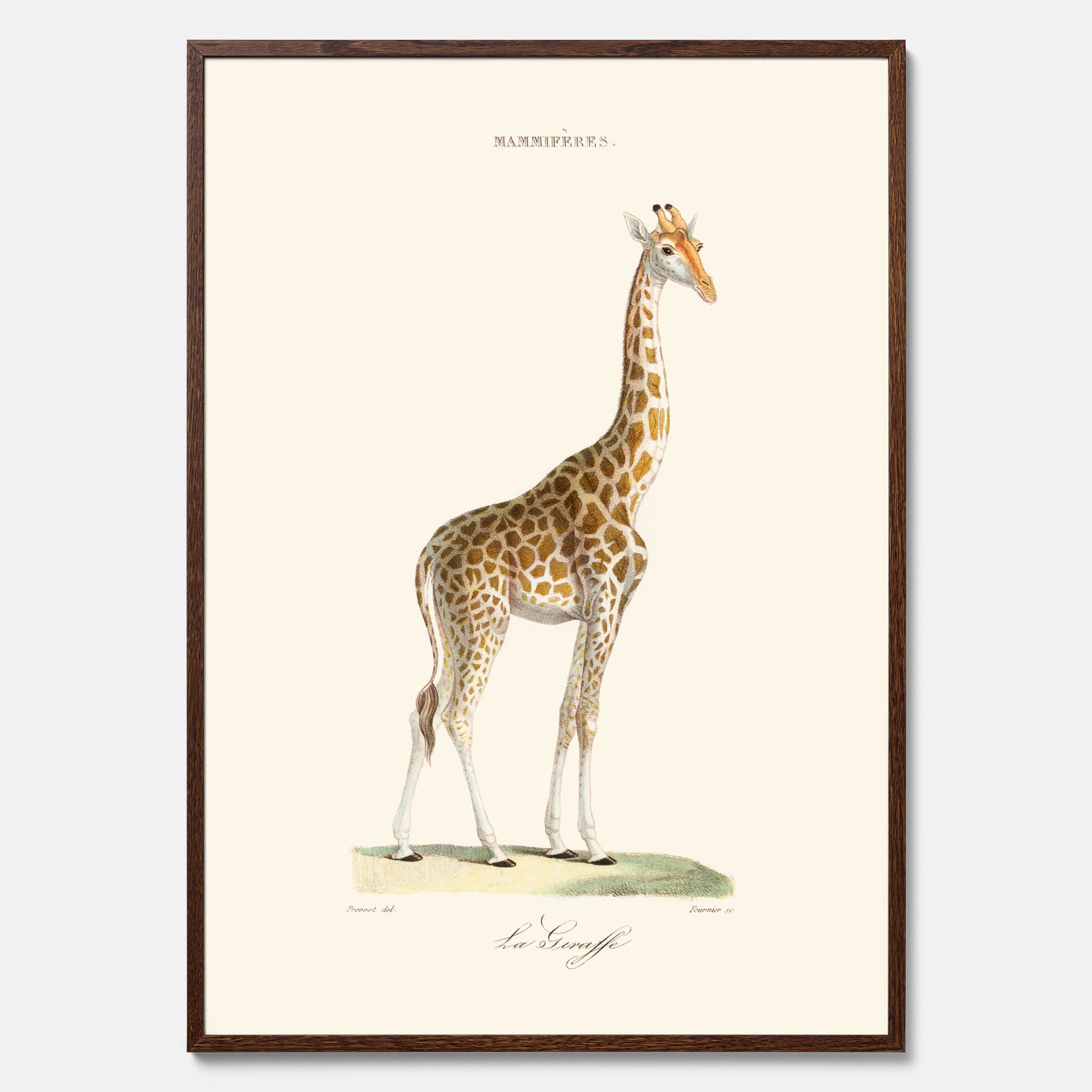 En poster som visar en färgillustration av en giraff ritad av den framstående konstnären Florent Prevos år 1868