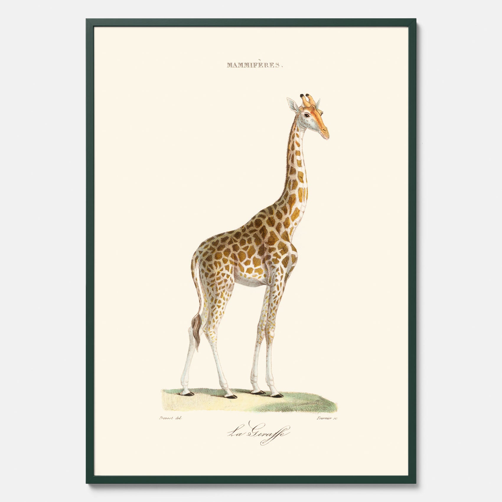 En poster som visar en färgillustration av en giraff ritad av den framstående konstnären Florent Prevos år 1869