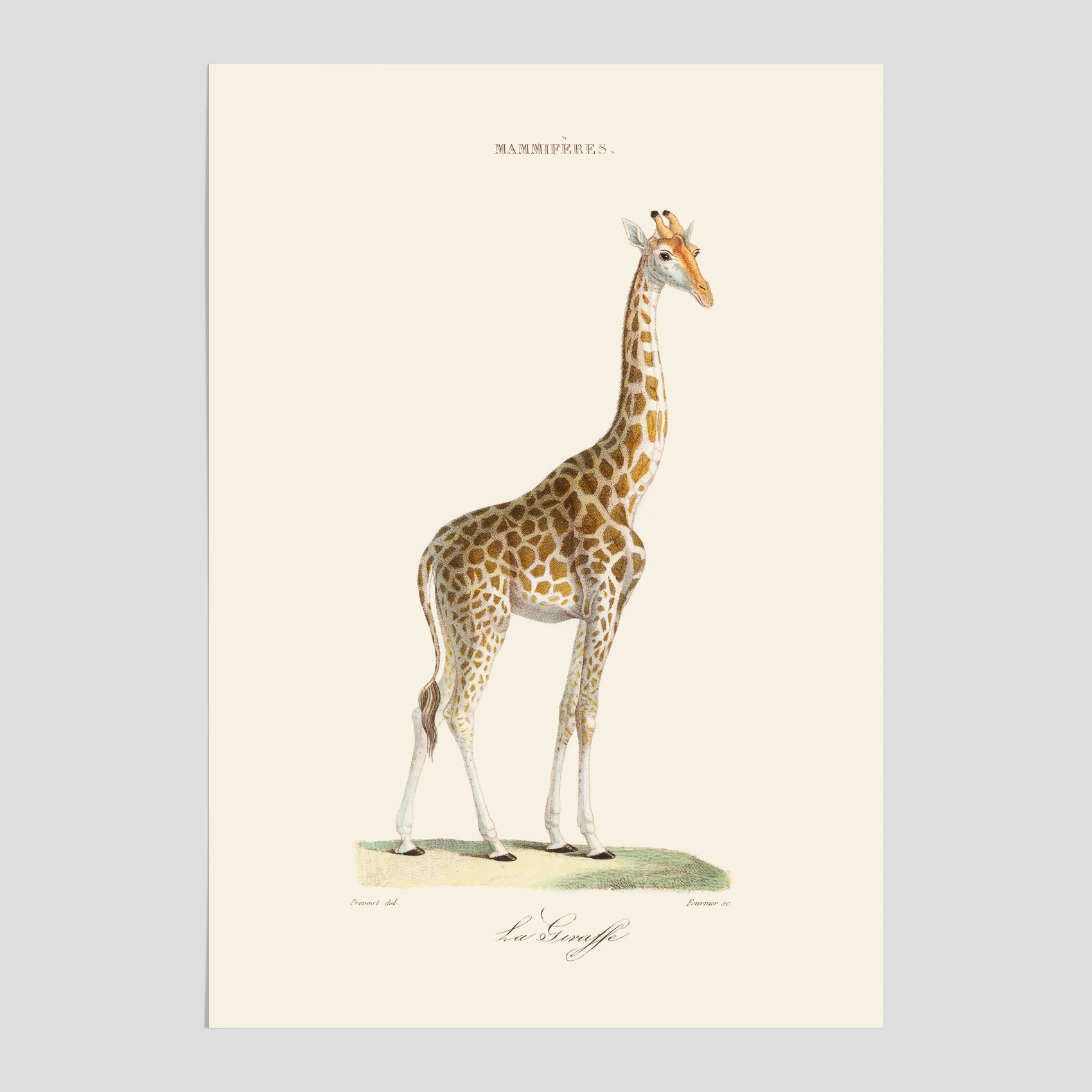 En poster som visar en färgillustration av en giraff ritad av den framstående konstnären Florent Prevos år 1871