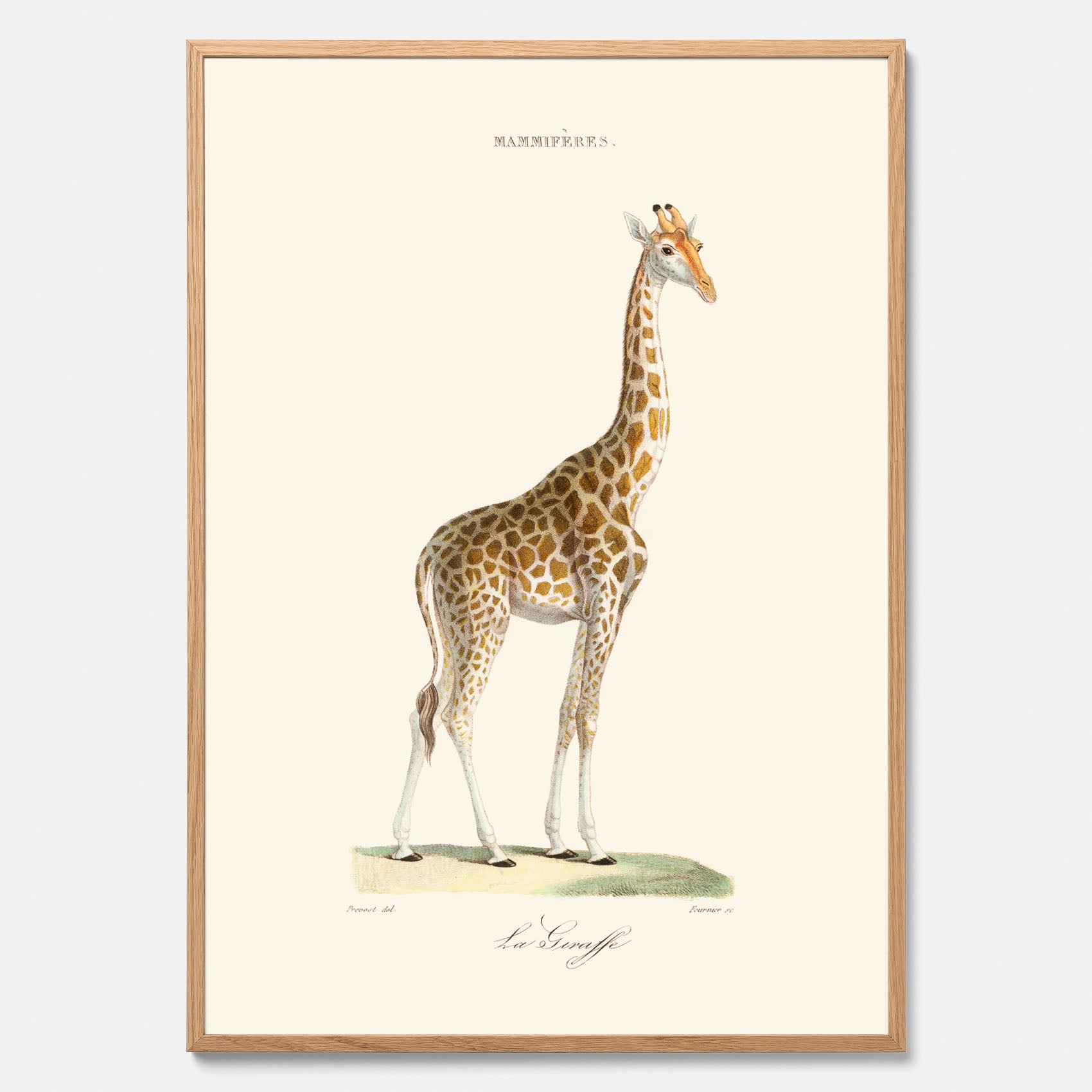 En poster som visar en färgillustration av en giraff ritad av den framstående konstnären Florent Prevos år 1872