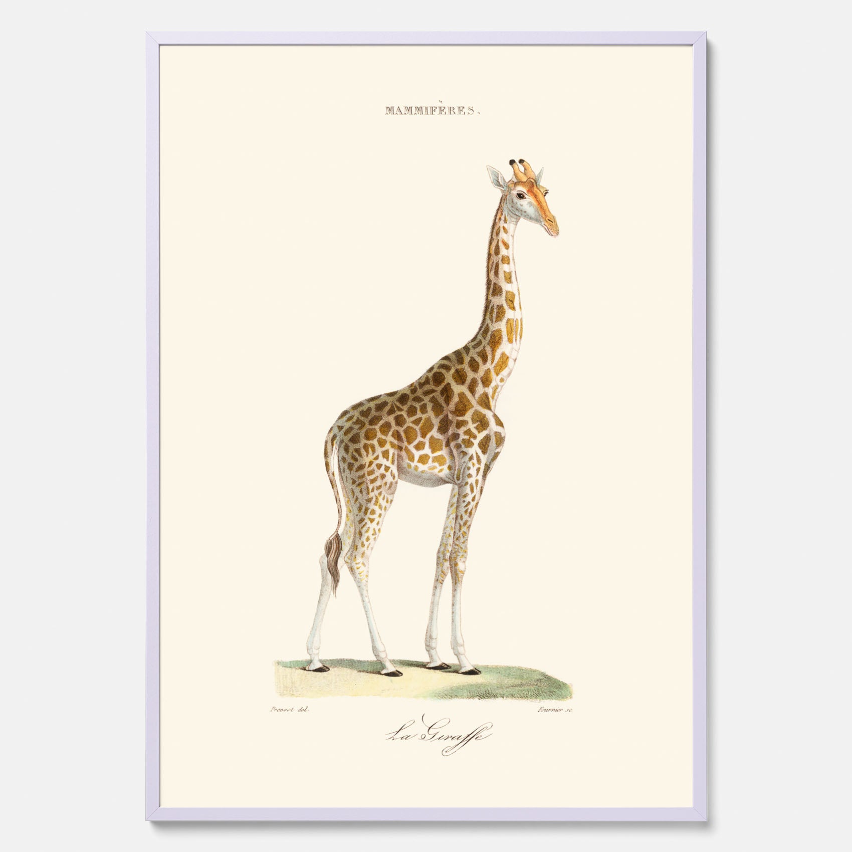 En poster som visar en färgillustration av en giraff ritad av den framstående konstnären Florent Prevos år 1874