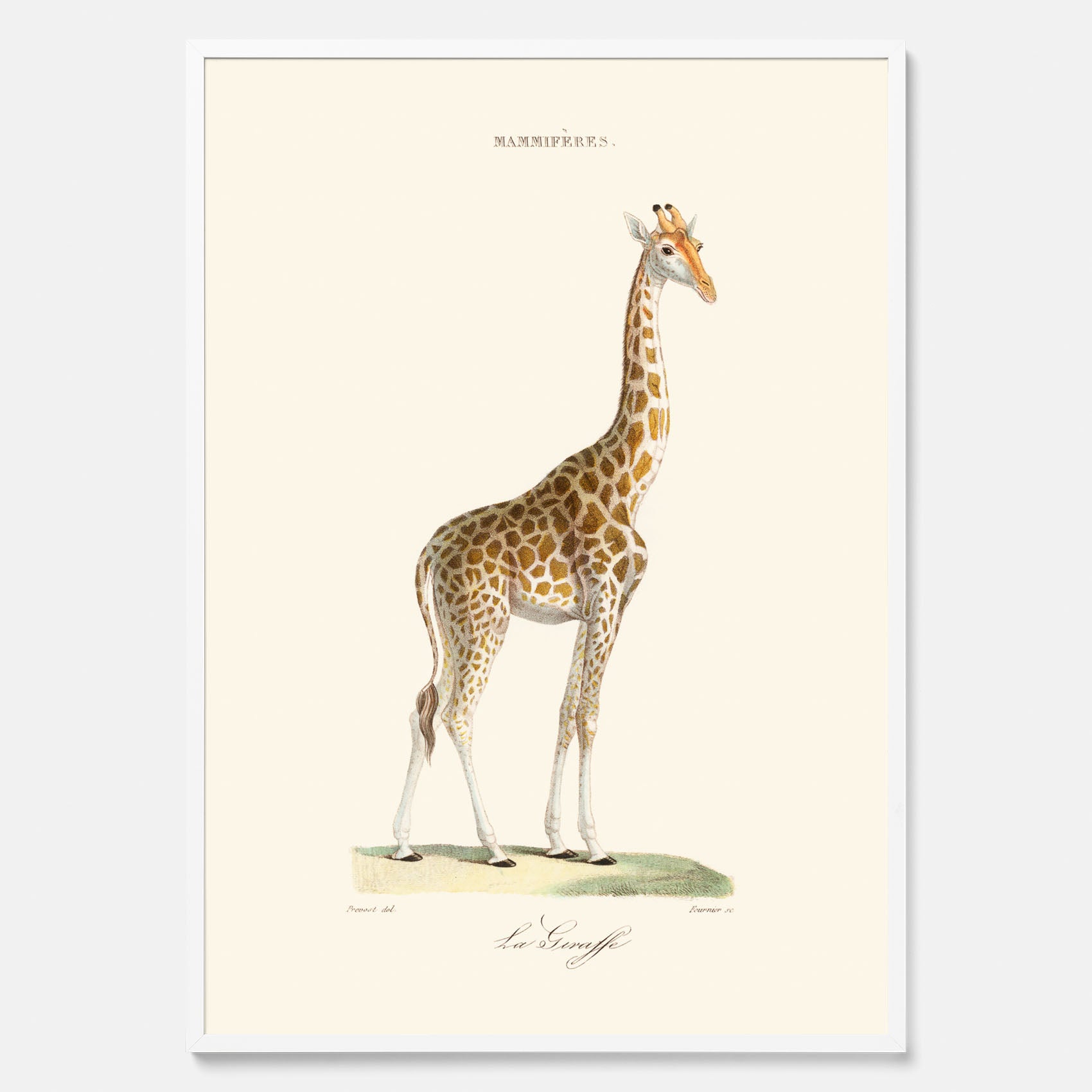 En poster som visar en färgillustration av en giraff ritad av den framstående konstnären Florent Prevos år 1876