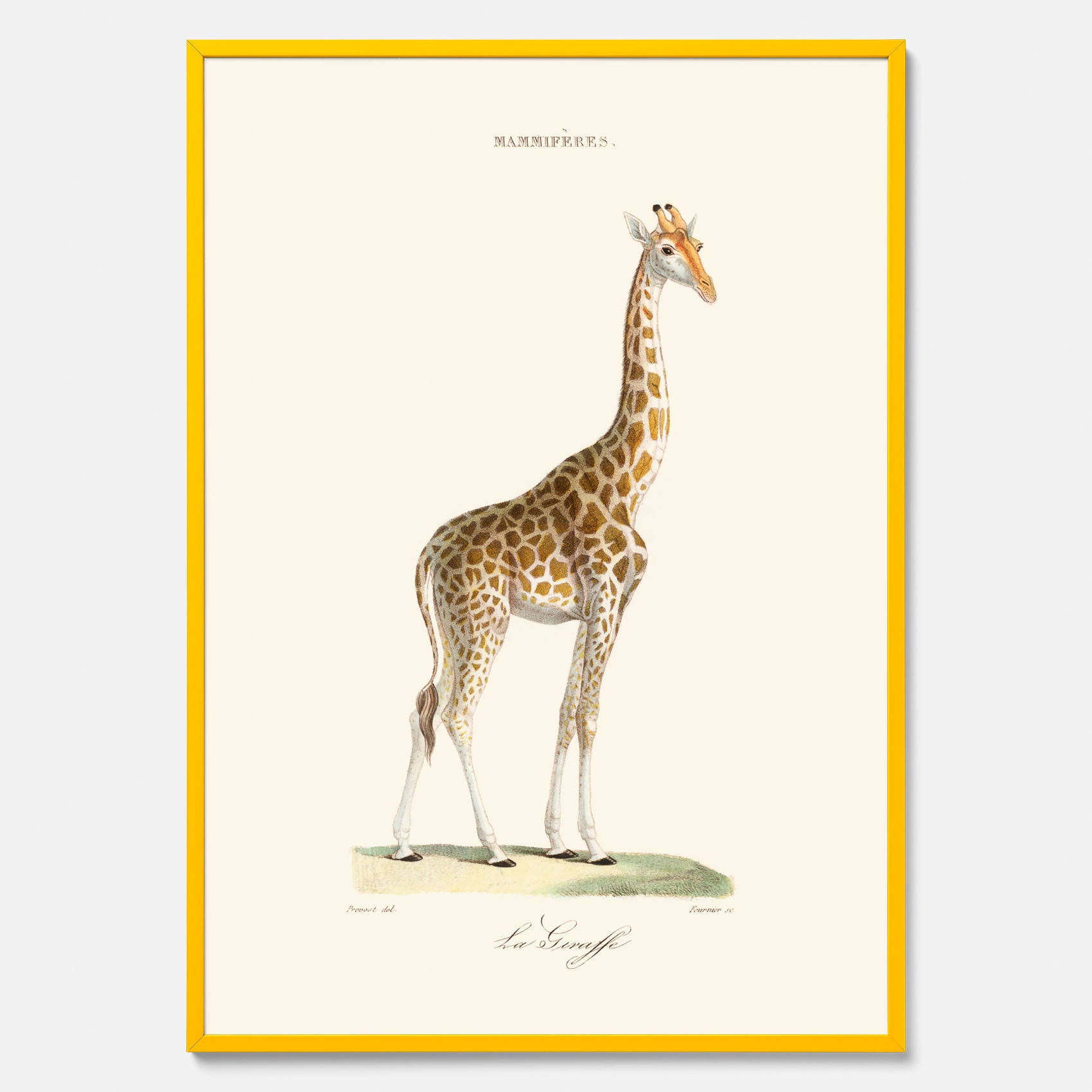 En poster som visar en färgillustration av en giraff ritad av den framstående konstnären Florent Prevos år 1877