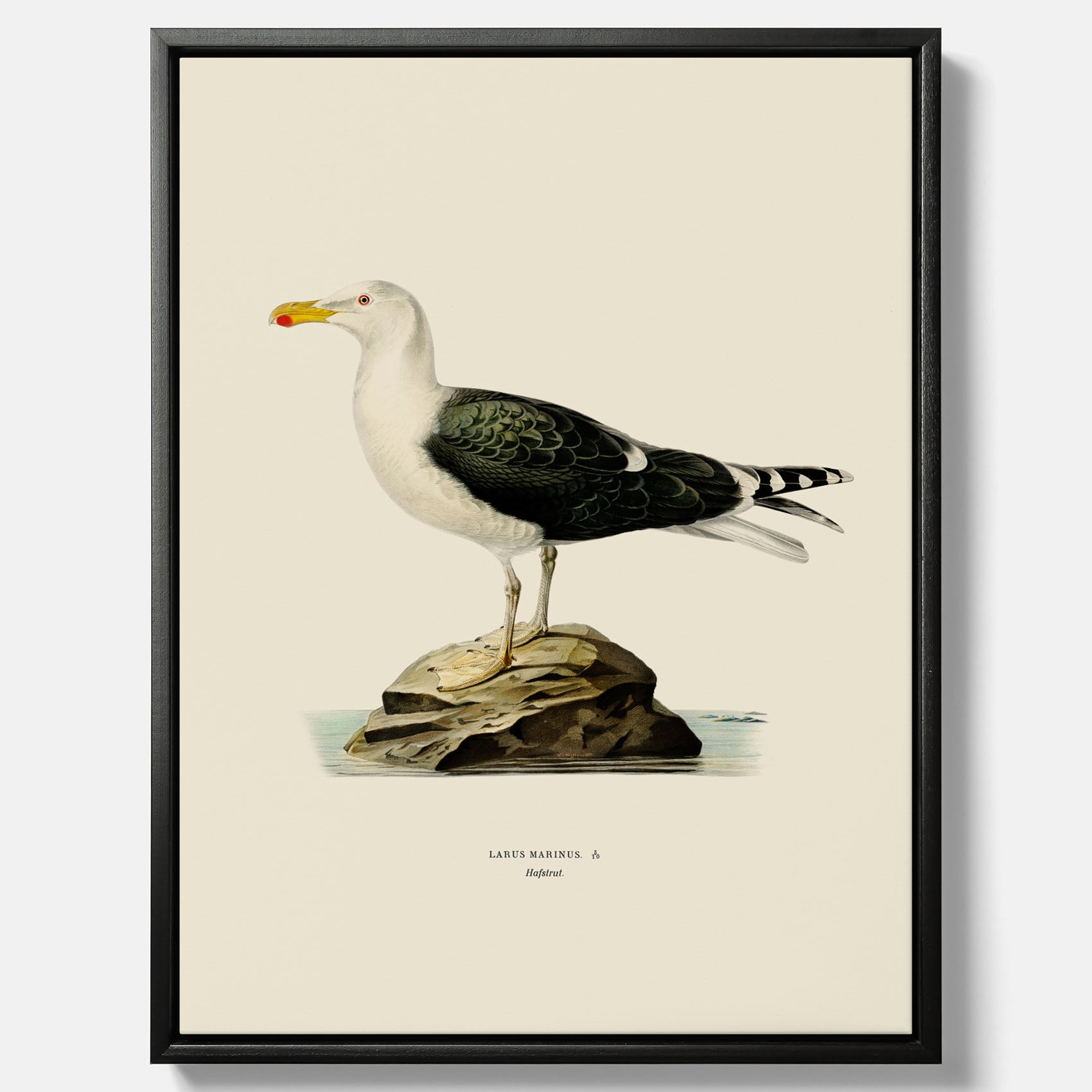 Vintageposter föreställande en havstrut, ritad av bröderna von Wright. Canvas