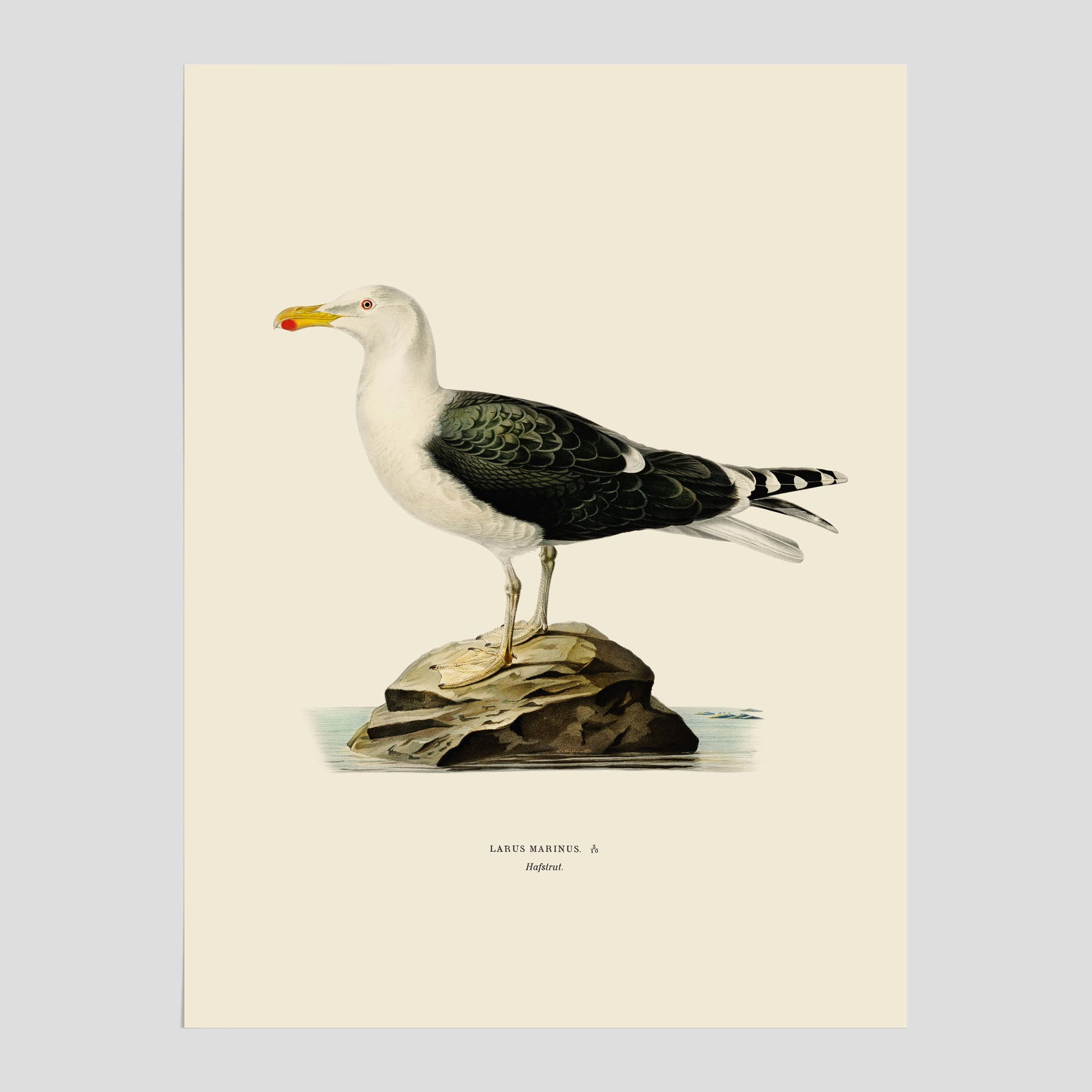 Vintageposter föreställande en havstrut, ritad av bröderna von Wright.
