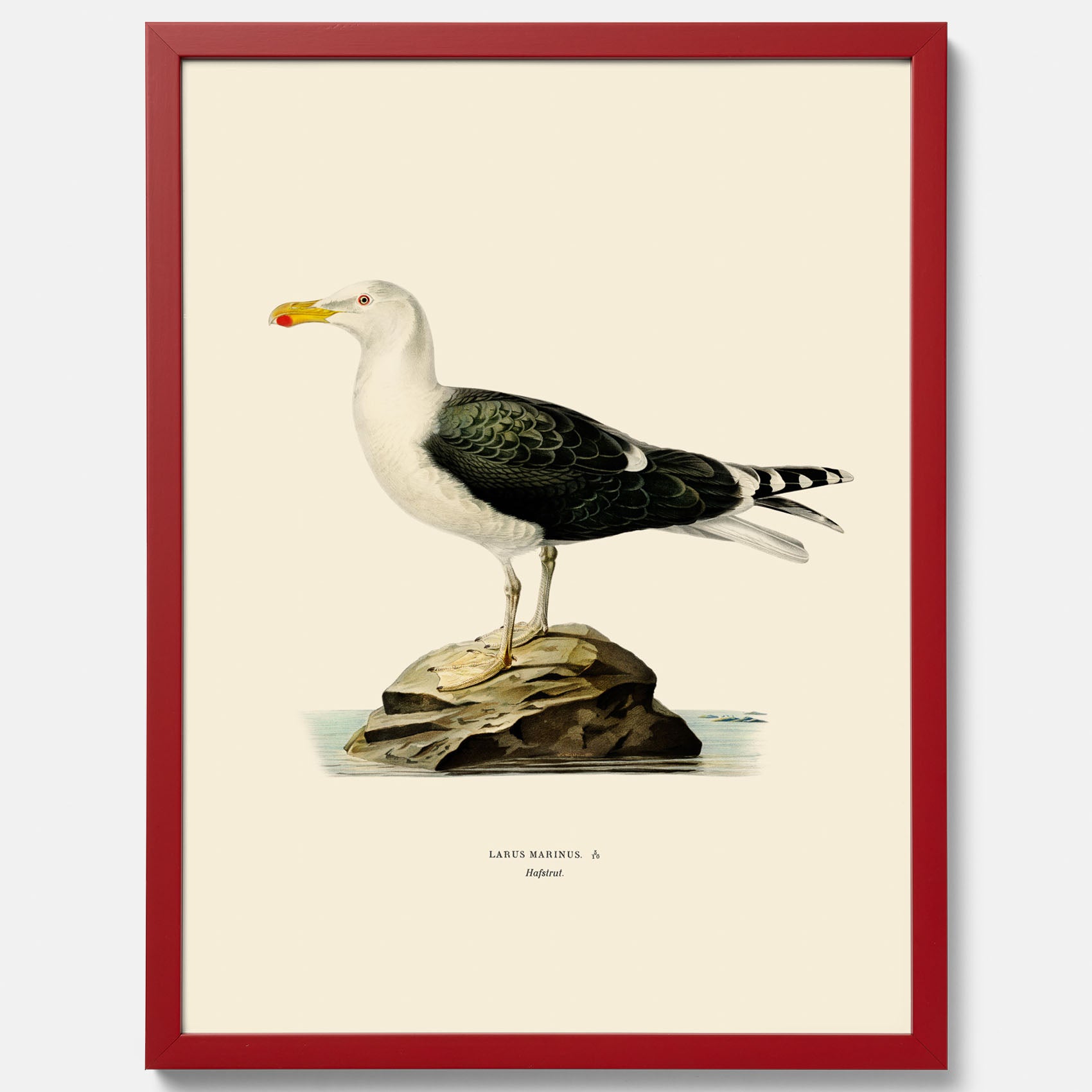 Vintageposter föreställande en havstrut, ritad av bröderna von Wright.