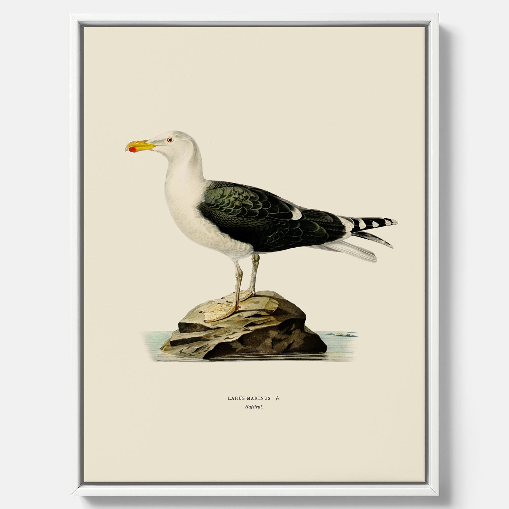 Vintageposter föreställande en havstrut, ritad av bröderna von Wright. Canvas