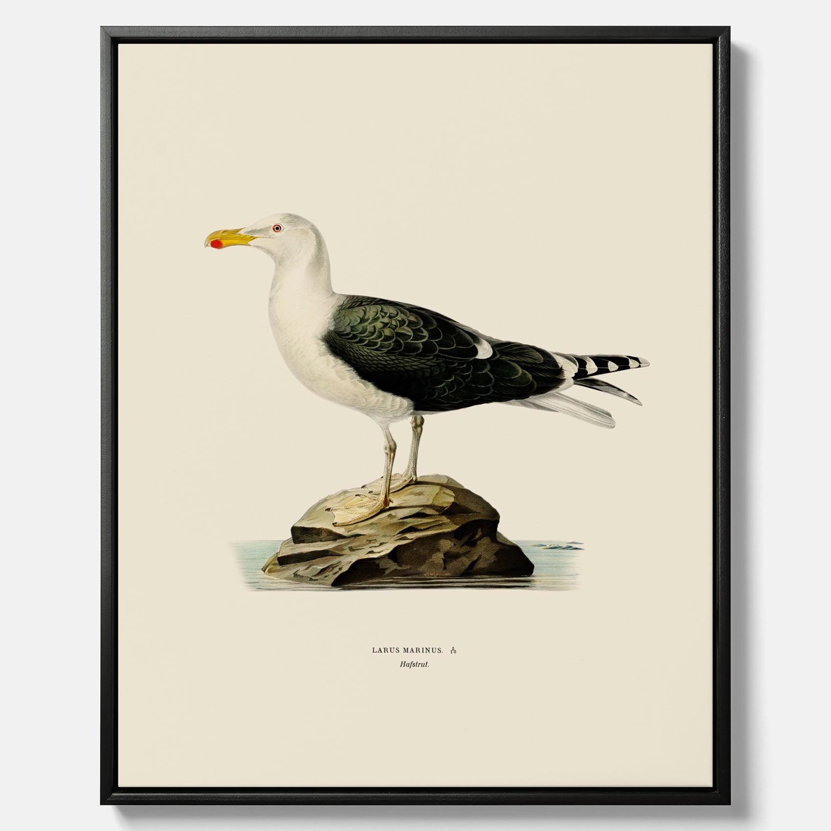 Vintageposter föreställande en havstrut, ritad av bröderna von Wright. Canvas