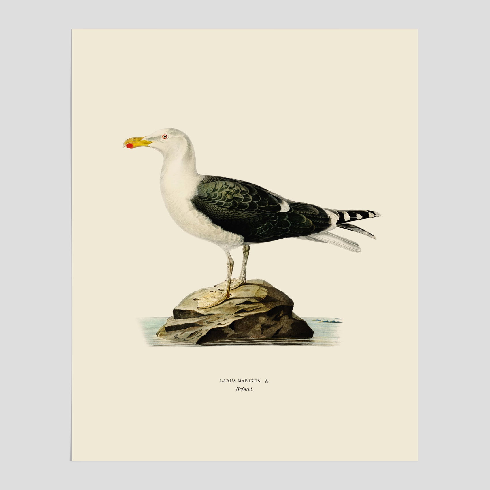 Vintageposter föreställande en havstrut, ritad av bröderna von Wright.