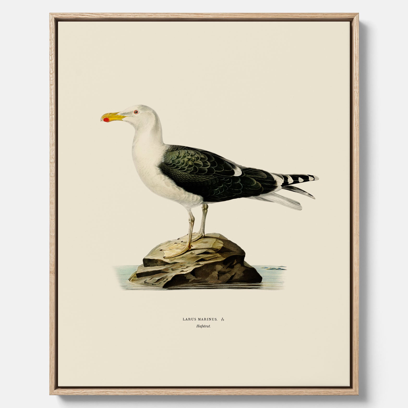 Vintageposter föreställande en havstrut, ritad av bröderna von Wright. Canvas