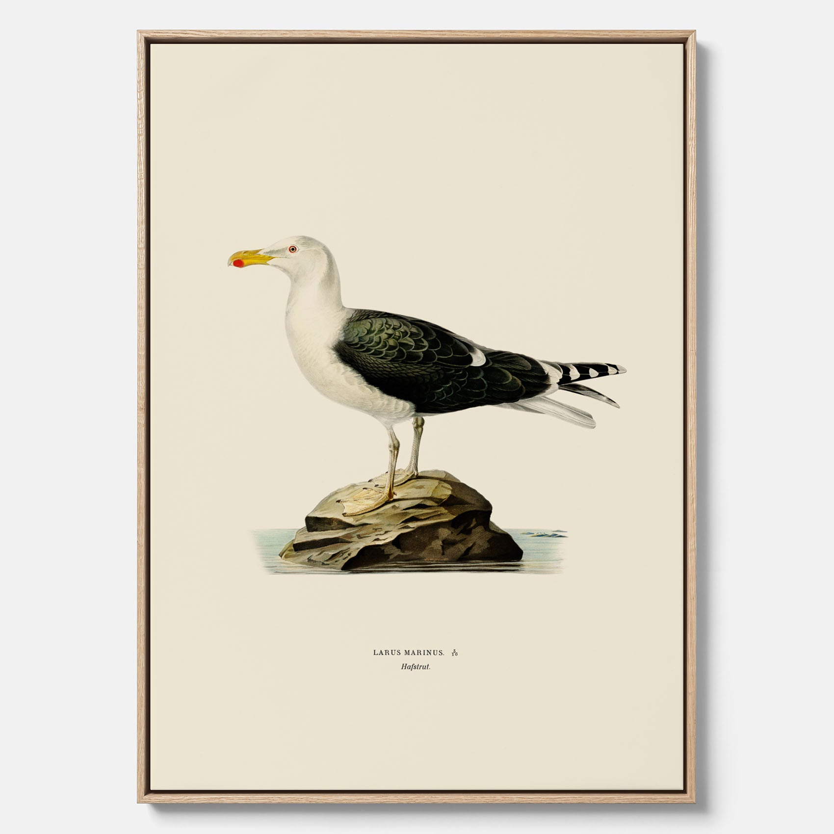 Vintageposter föreställande en havstrut, ritad av bröderna von Wright. Canvas