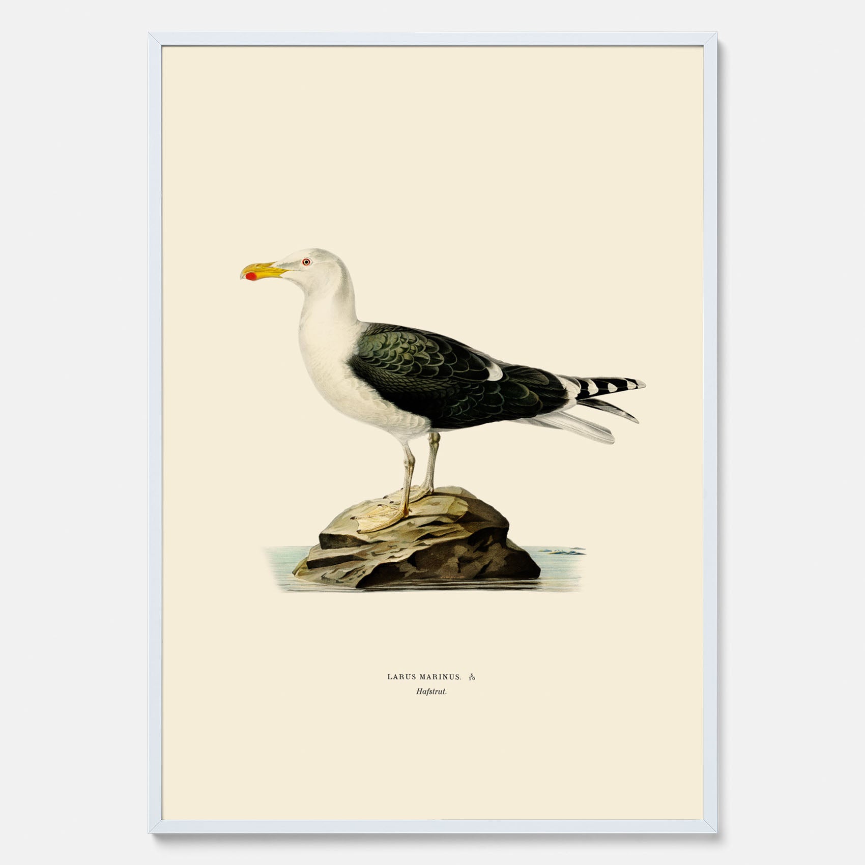 Vintageposter föreställande en havstrut, ritad av bröderna von Wright.