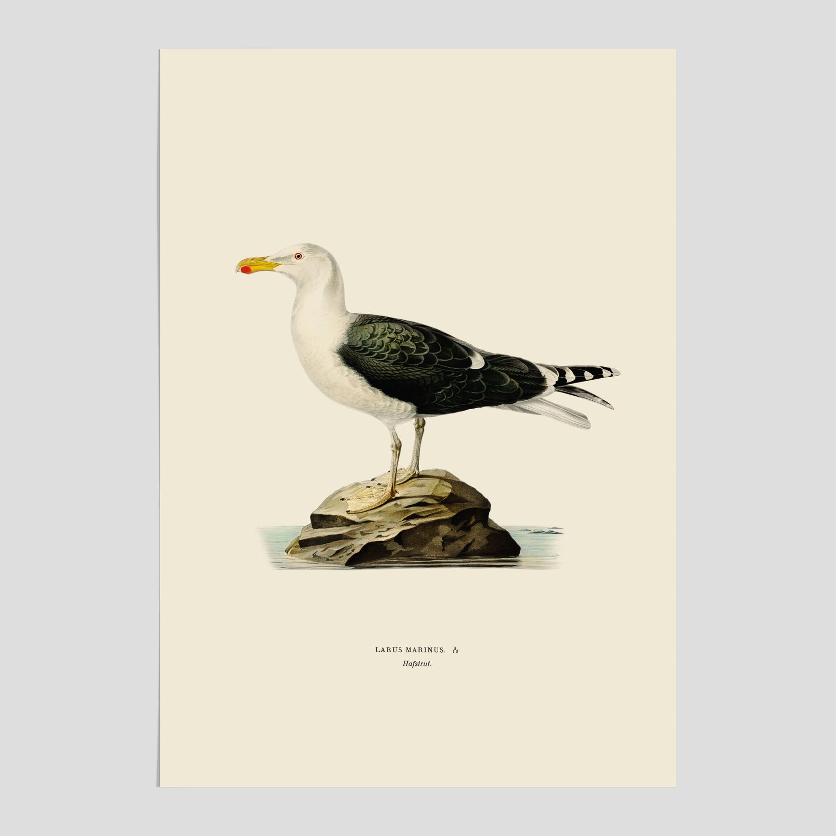 Vintageposter föreställande en havstrut, ritad av bröderna von Wright.
