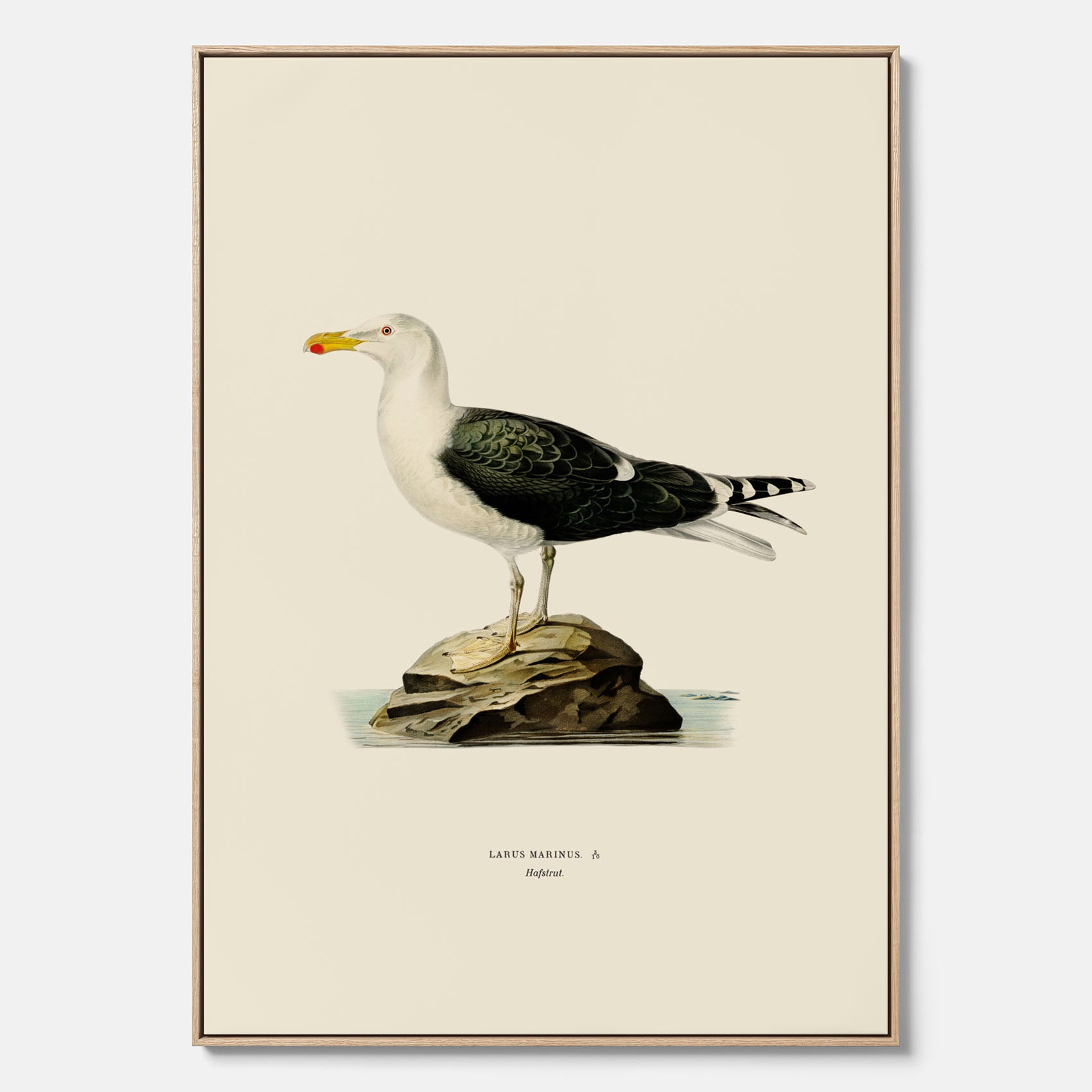 Vintageposter föreställande en havstrut, ritad av bröderna von Wright. Canvas