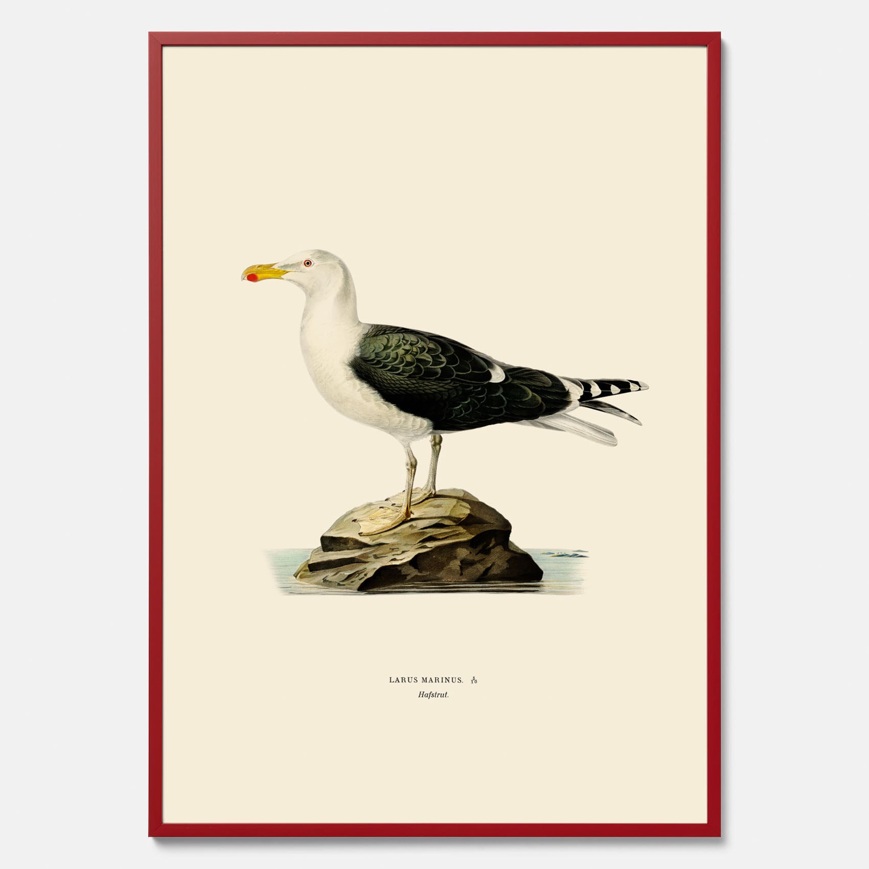 Vintageposter föreställande en havstrut, ritad av bröderna von Wright.