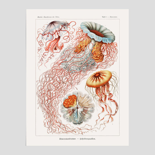 Maneter poster  – Havsposter med skivmaneter av Ernst Haeckel