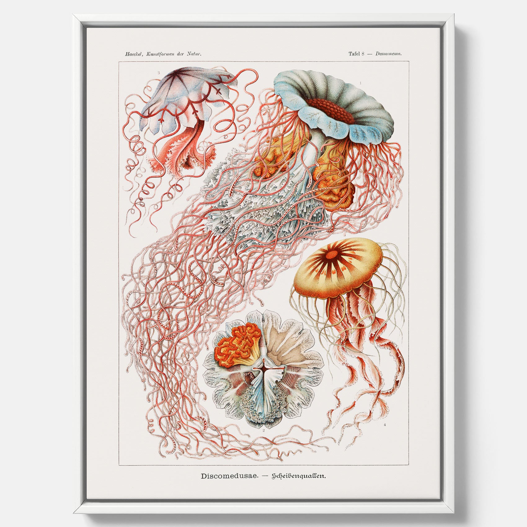 Canvastavla med Maneter – Havsposter med skivmaneter av Ernst Haeckel