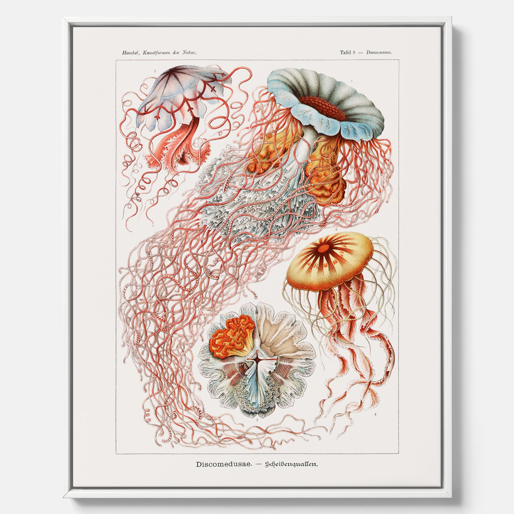 Canvastavla med Maneter – Havsposter med skivmaneter av Ernst Haeckel