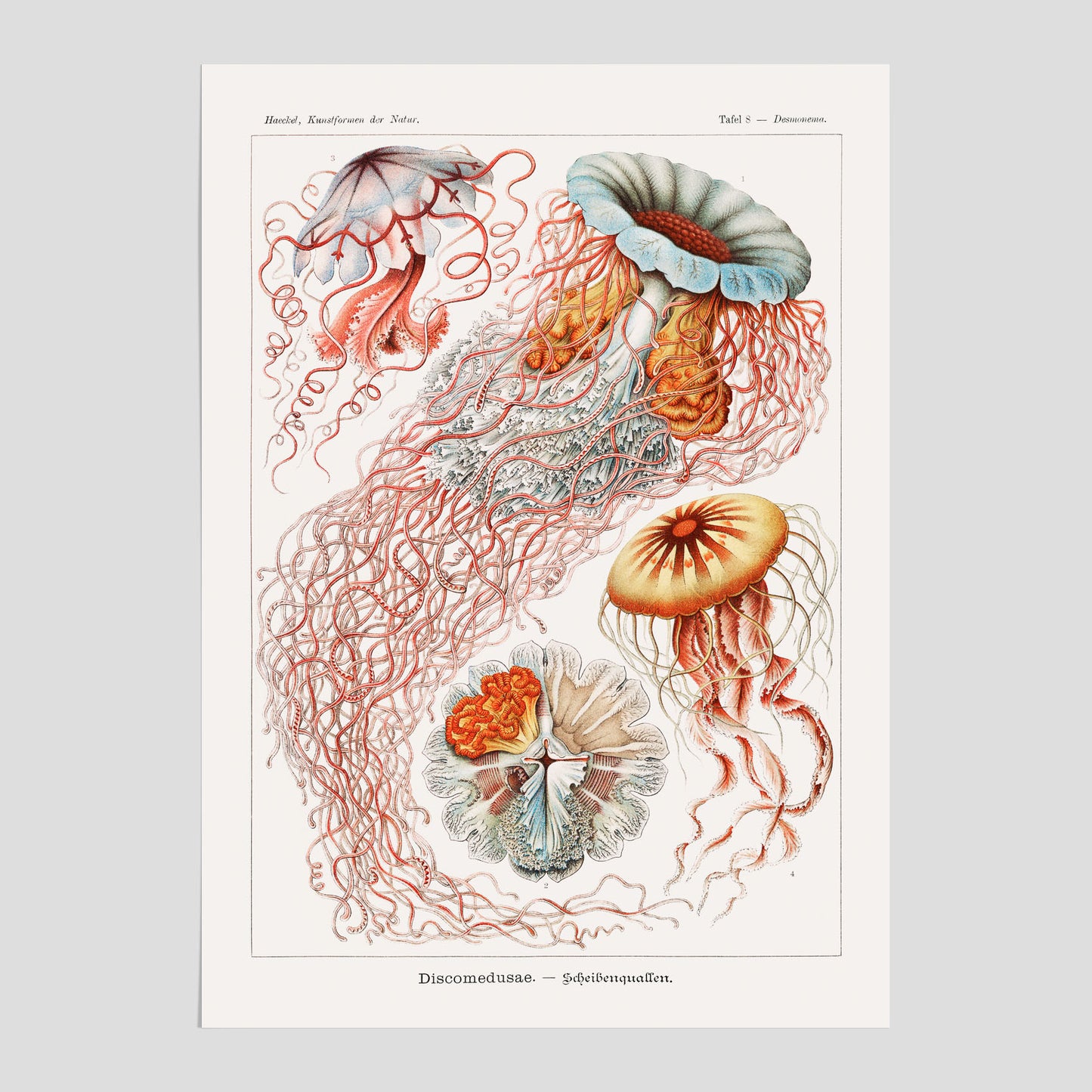 Maneter poster  – Havsposter med skivmaneter av Ernst Haeckel
